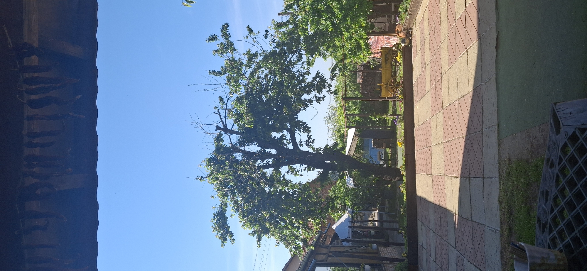The image shows an outdoor scene in Razhdavitsa, Bulgaria. The view is from a slightly elevated position looking down into a garden.
To the left, a dark wooden structure is visible, possibly part of a building. Hanging from this structure are strings of what appear to be drying chili peppers. The sky above is clear and blue.
In the center, a large tree with green leaves dominates the frame. The branches reach towards the sky and create a dappled shade on the ground below.
To the right of the tree, there is a paved walkway made of reddish-brown and beige bricks. Adjacent to the walkway is a patch of green lawn. Further in the background, beyond the tree, there are various garden elements, including a yellow wagon, a small structure covered in vines, and a glimpse of other buildings.