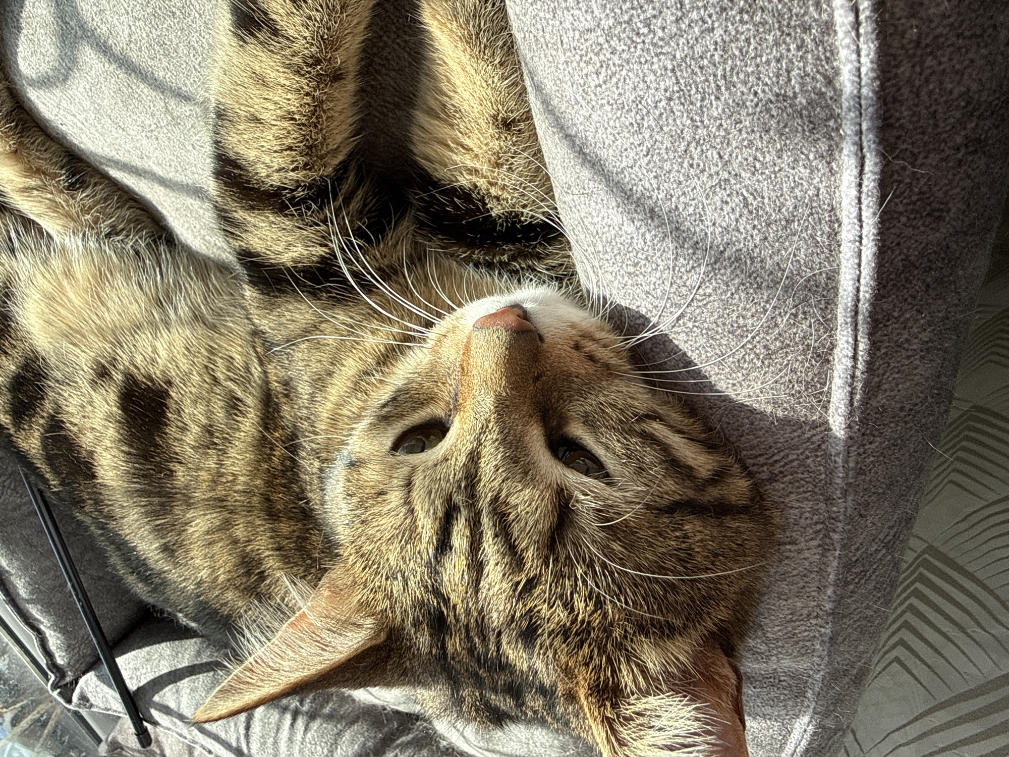 A brown tabby cat lies upside down on a grey fabric surface. The cat's head is close to the bottom of the frame, with its nose pointing upwards. The cat's eyes are partially closed, and its whiskers are visible. The background consists of grey fabric, possibly a cushion or bedding. Light is coming from the right side of the frame, creating shadows on the fabric and the cat. The location is unspecified.