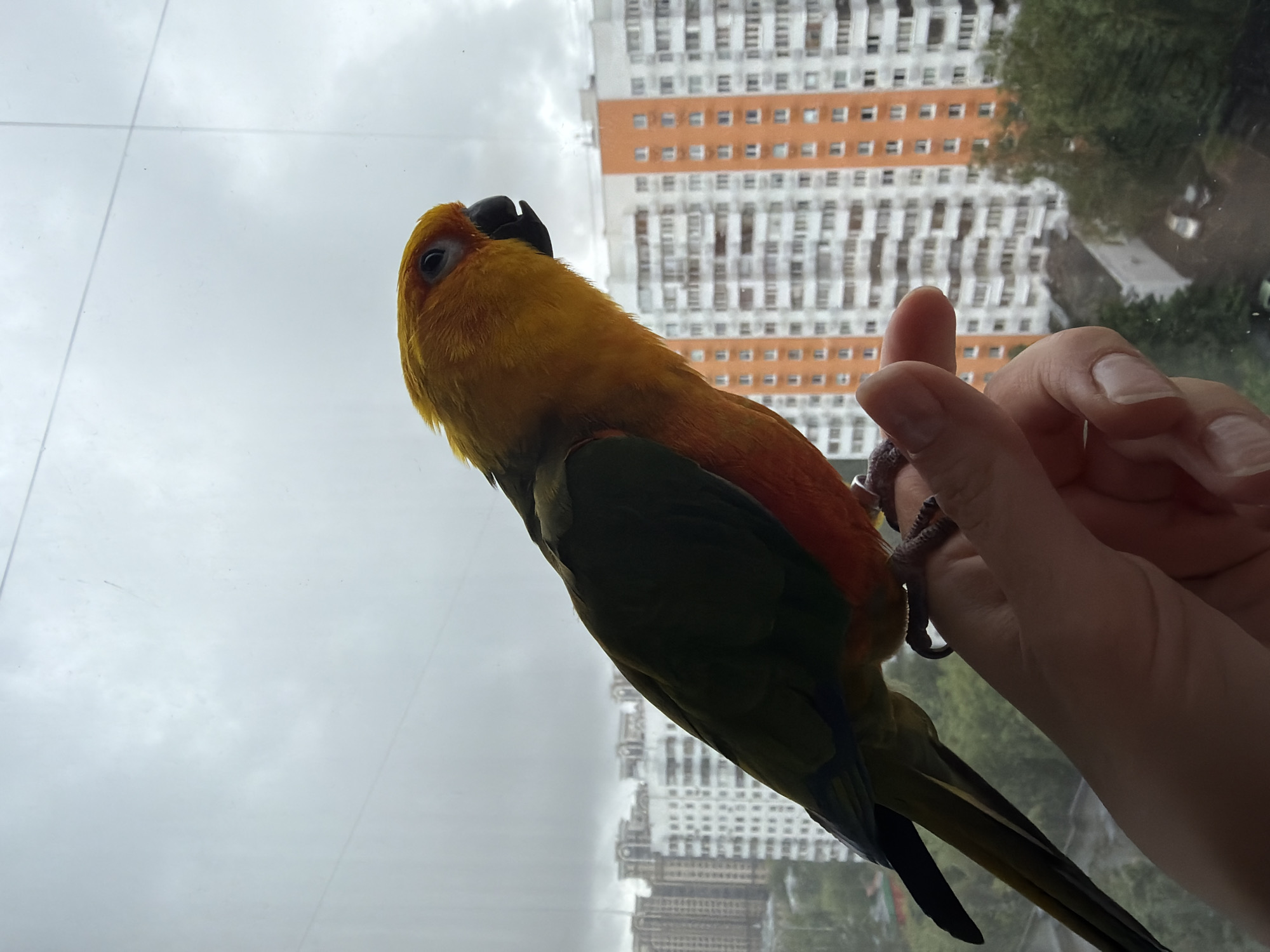A Sun Conure parrot is perched on a human hand. The backdrop includes a cityscape visible through a glass pane. In the distance, apartment buildings with an orange and white exterior can be seen, indicating the location is Khimki, Russia. The sky is overcast.