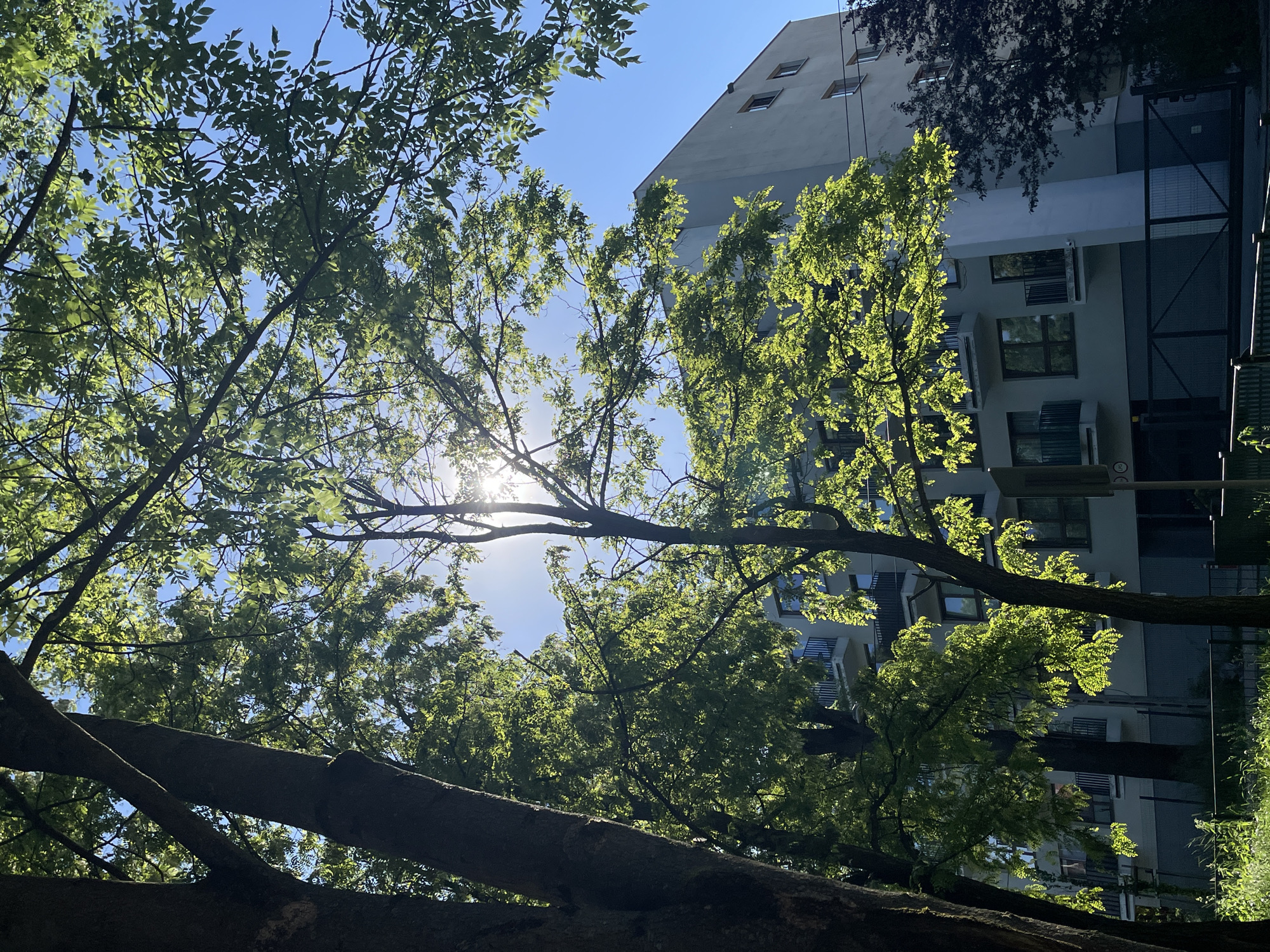 The image depicts a view looking up through trees toward a light-colored building against a bright blue sky. The sun is visible through the branches, creating a lens flare effect. The building has multiple windows with some air conditioning units visible. The location is Unknown, Unknown.