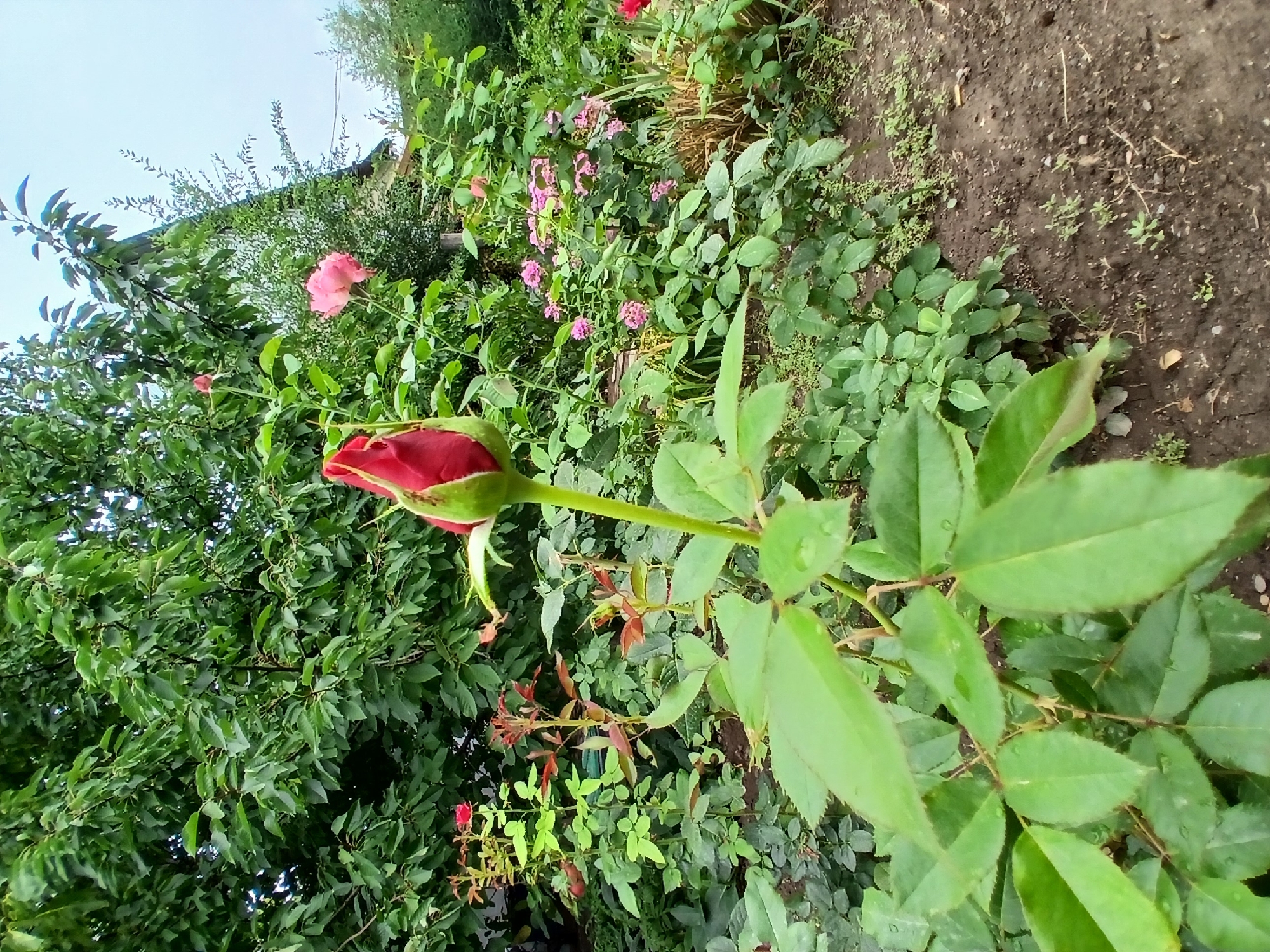 The image depicts a garden scene in Koktal, Kazakhstan, featuring a prominent, unfurling red rose bud in the foreground. Surrounding the rose bud are lush green rose bushes with numerous leaves, some showing small water droplets, indicating recent rain or watering. In the background, a cluster of small pink flowers is visible, along with a single larger pink rose in the middle ground. Dense green foliage forms a backdrop, with branches of a larger tree overhead. The ground is composed of dark soil, with small weeds and scattered leaves. The sky is overcast. No people are present in the scene.