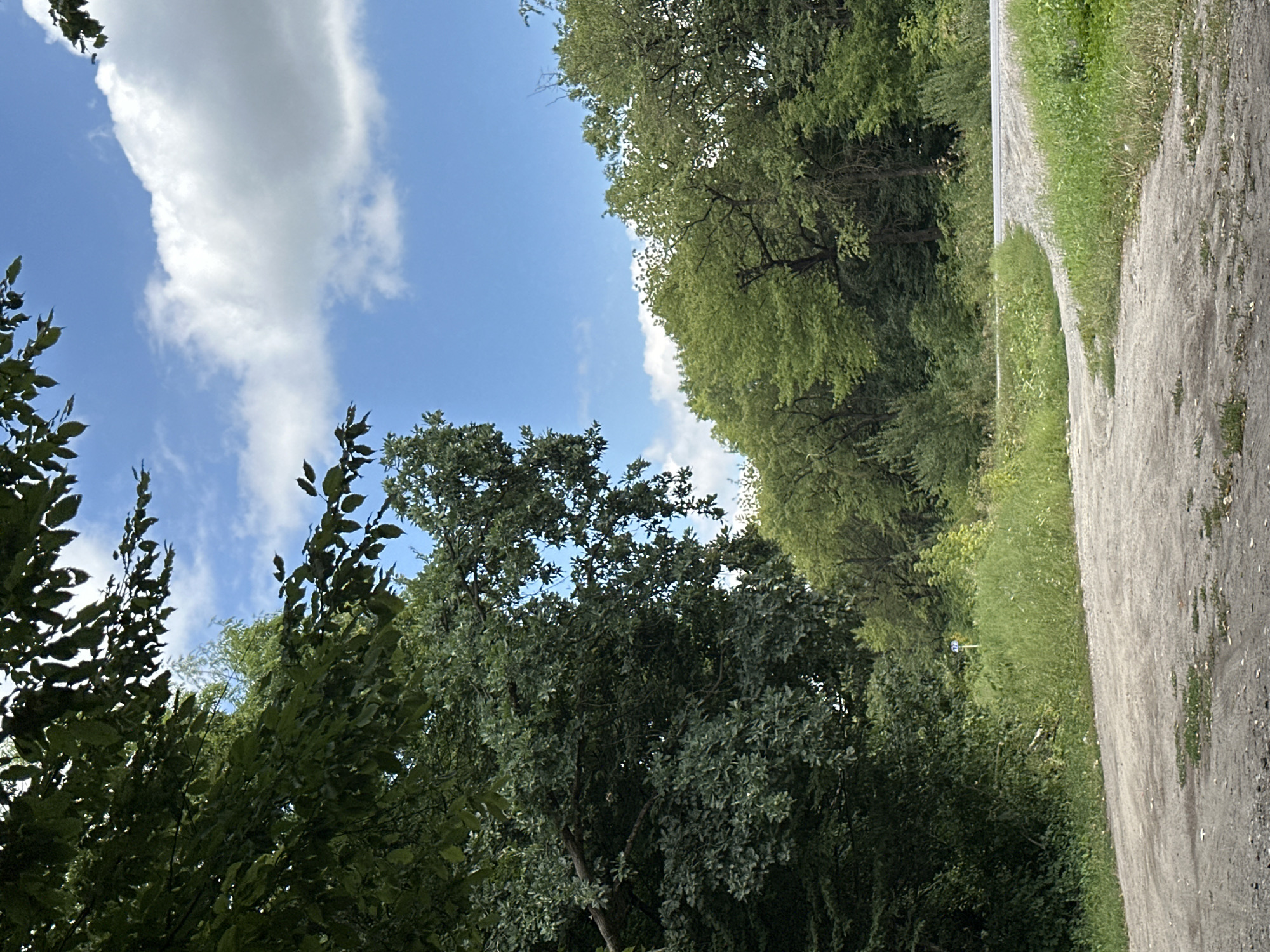 The image depicts a dirt road curving through a dense, green forest under a bright blue sky dotted with fluffy white clouds. The road's surface is uneven, showing signs of wear and tear with scattered patches of grass and debris. On the right side of the road, a gentle slope leads up to a line of trees, their leaves a vibrant green. In the distance, amidst the greenery, a small blue sign with white numerals is visible on a post, possibly indicating a location or route marker. The foreground shows the texture of the dirt road, with some small stones and tire tracks. The scene is one of a natural, rural setting, likely in the outskirts of Humentsi, Ukraine, where paved roads give way to unpaved paths through the countryside.