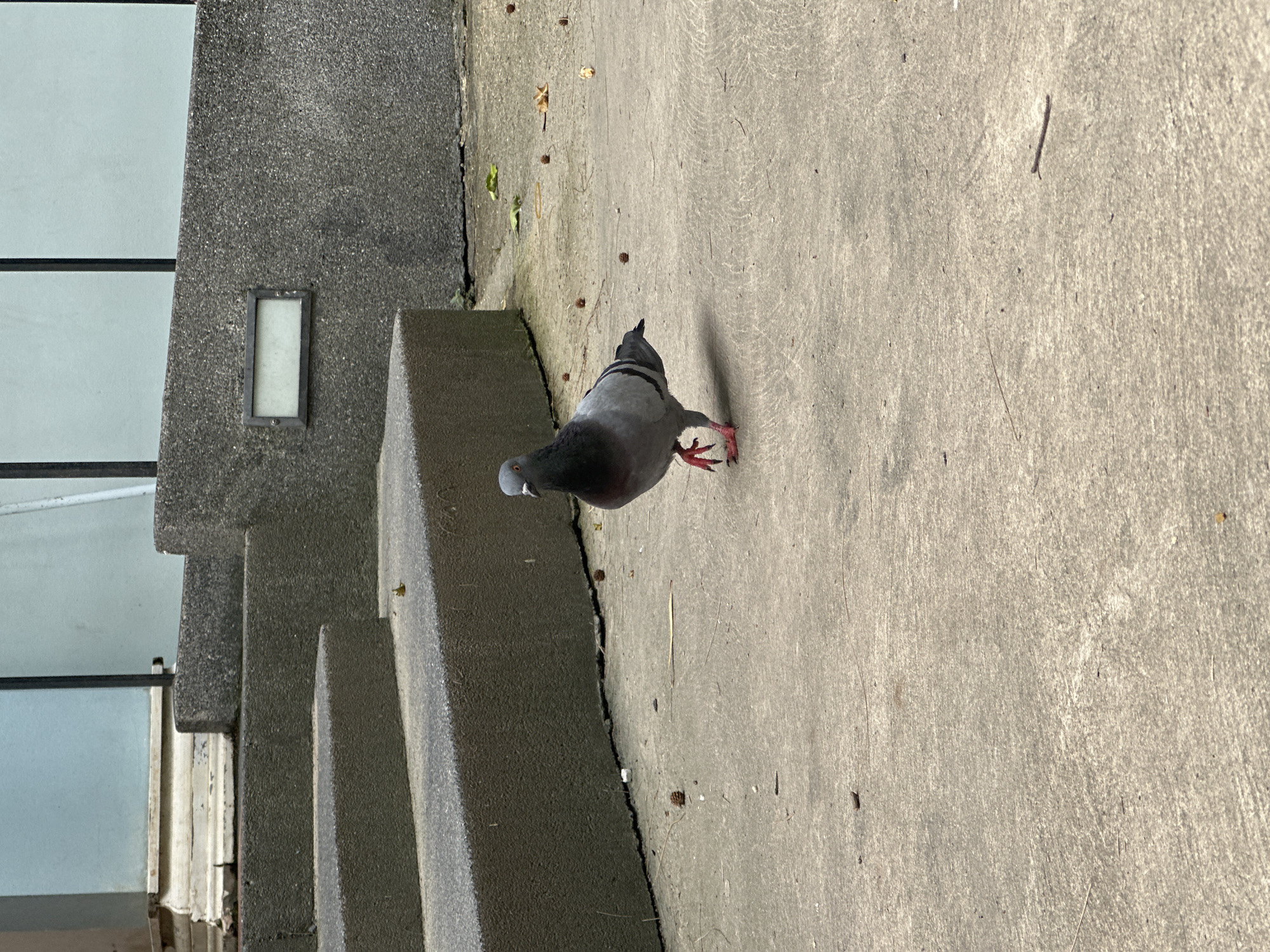A grey pigeon is walking on a concrete ground in front of a concrete staircase and a building. The pigeon is facing the camera and its right leg is lifted. There are a few small nuts scattered on the ground. The building in the background is light blue with a black railing. There is a rectangular light fixture on the wall of the building.