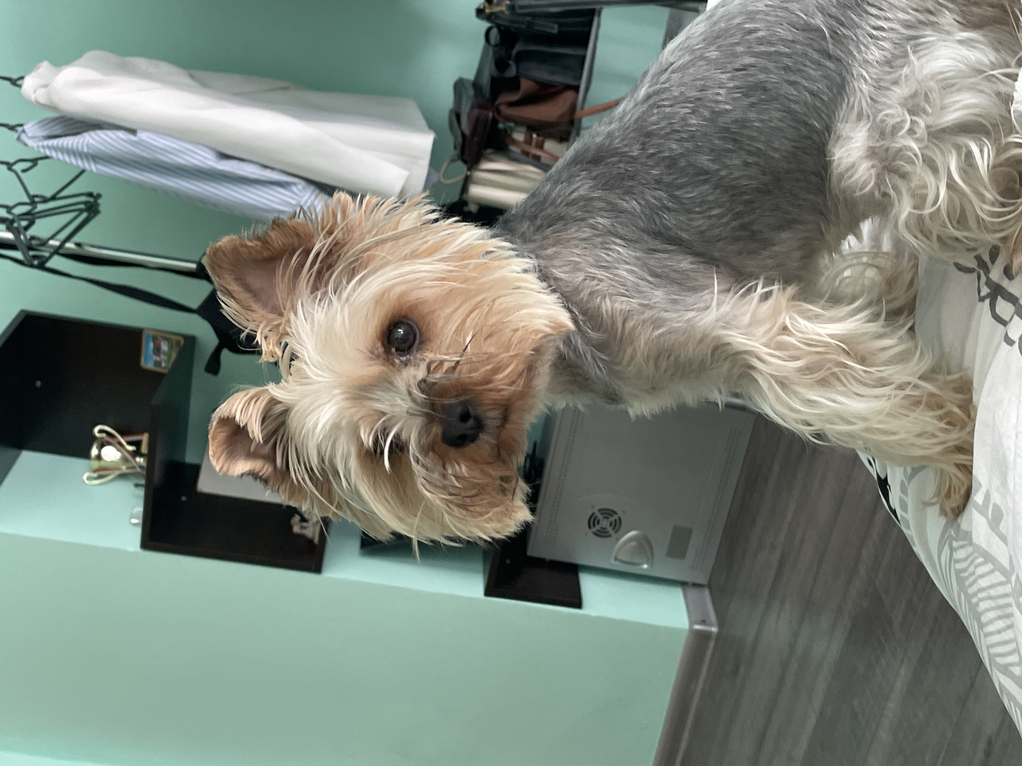 A Yorkshire Terrier dog with tan and grey fur is sitting on a bed with a patterned duvet. The dog is looking slightly to its left, with its head tilted. In the background, a mint green wall is visible, with a dark shelf unit containing a trophy and a framed picture. A metal object, possibly a computer tower, is on the floor next to the shelf. Clothes hang on a rack behind the dog. The floor is a grey wood laminate. The overall impression is of a domestic indoor scene.
