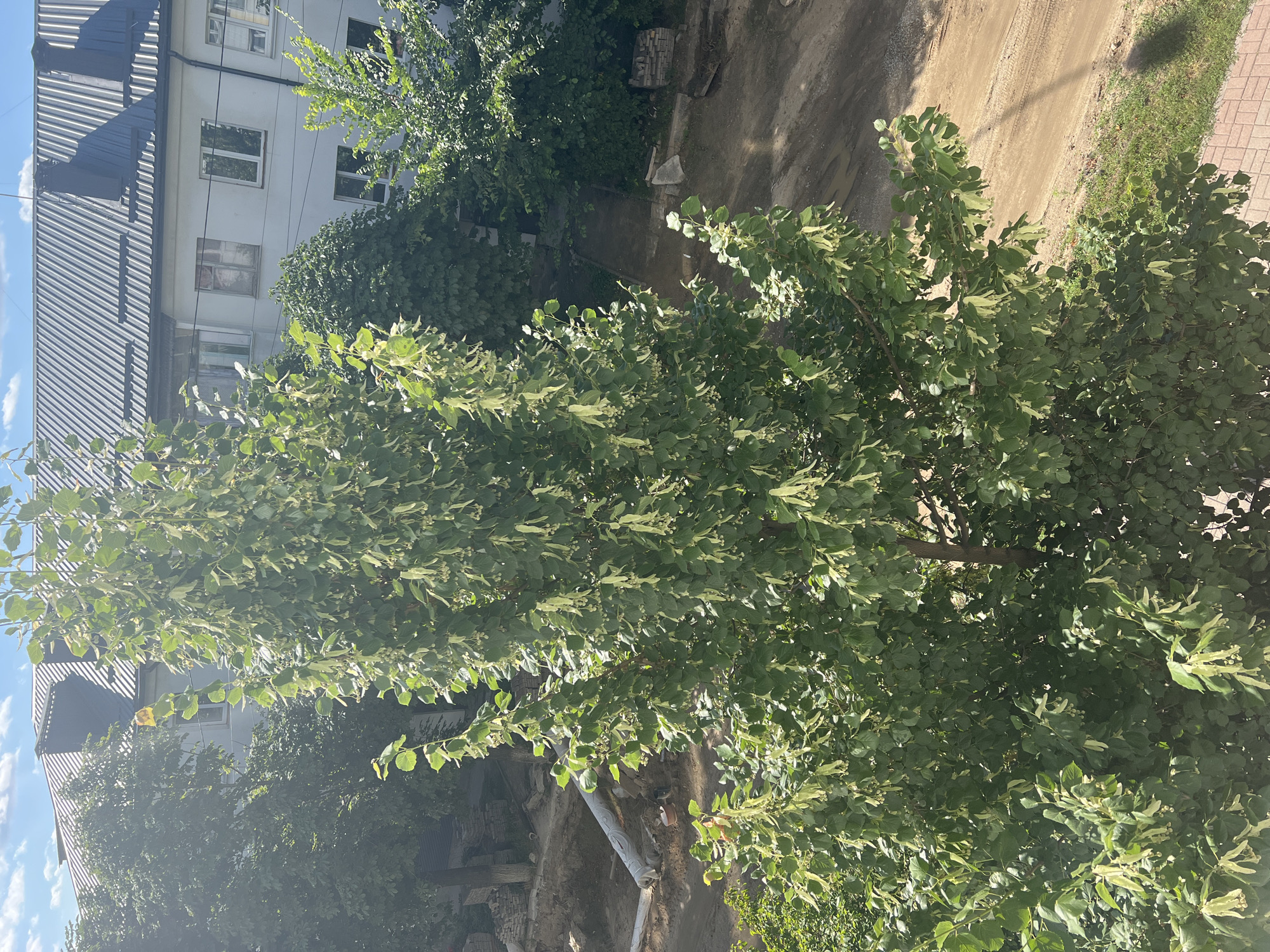 In Bucha, Ukraine, a mature tree with green leaves and pale yellow flowers stands prominently in the foreground. The tree is situated outdoors, with a light-colored building featuring multiple windows and a dark, ribbed roof visible in the background. The ground is a mix of dirt and some paved areas, with construction materials, including bricks and a large white pipe, present to the left. Sunlight casts shadows on the ground, indicating a clear day. The scene depicts a residential area undergoing some form of development or repair.