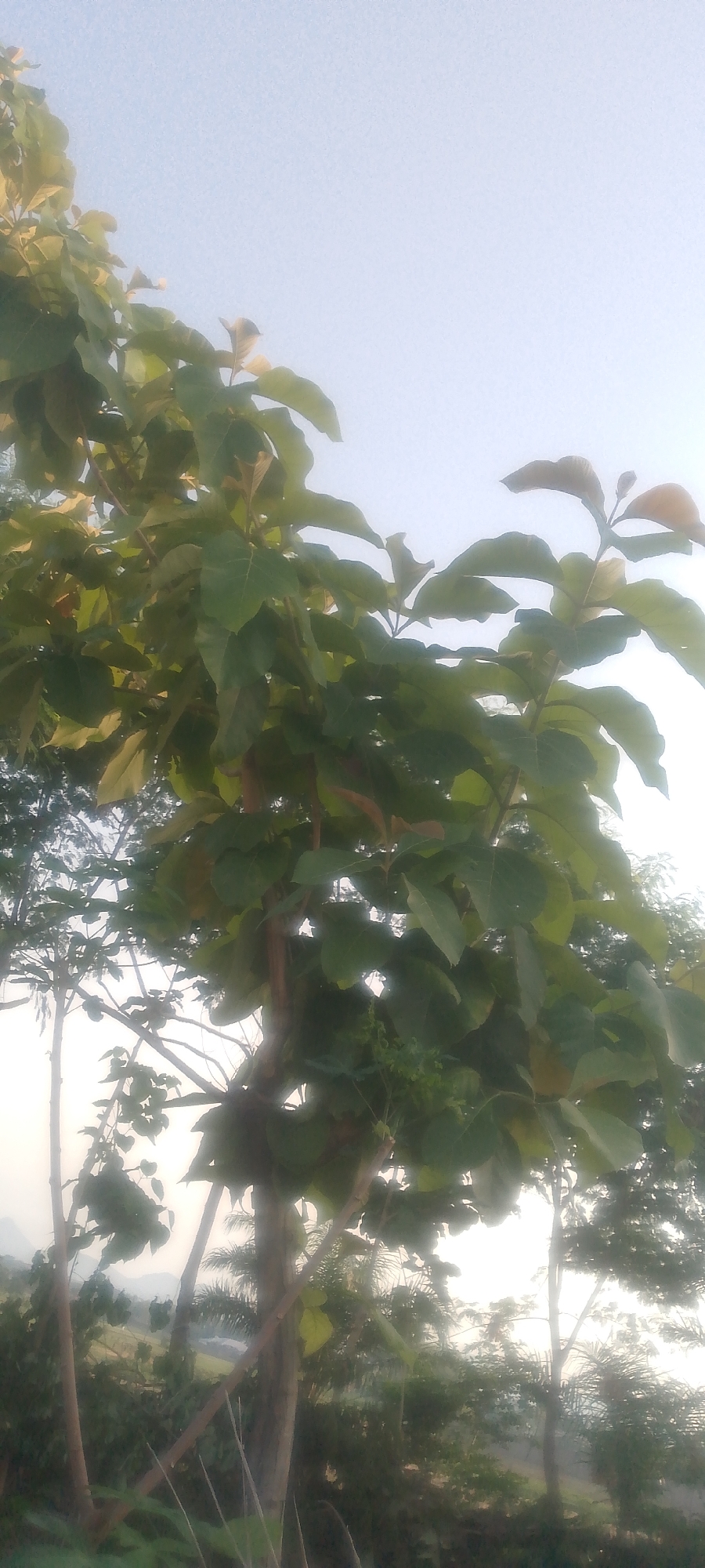 The image depicts a close-up view of a tree with large green leaves. The tree's trunk is visible, and its branches extend upwards, partially obscuring the bright sky. The background is blurred, suggesting other trees and foliage in the distance. The scene appears to be outdoors, possibly in a natural or park-like setting. The lighting suggests it is daytime, with the sun casting a soft glow. No people or specific landmarks of Jalingo, Nigeria are identifiable in the image.