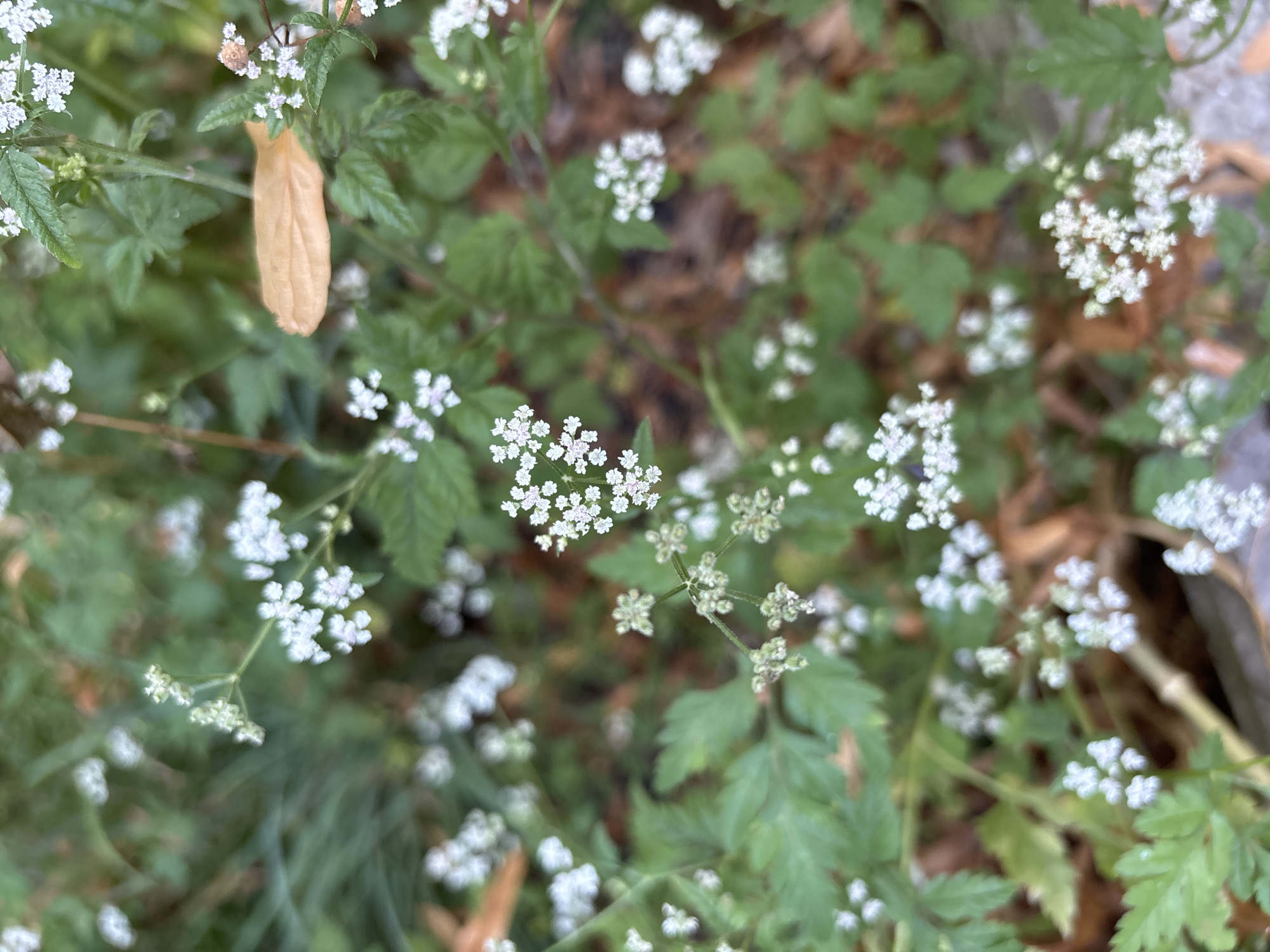 A close-up, top-down view captures a patch of green foliage with clusters of small, delicate white flowers and a single dried, tan leaf. The background is a blur of green leaves and brown earth, suggesting an outdoor environment. The scene is likely located in the city of Sochi, Russia, amidst natural vegetation. There are no people or animals visible in the image, and no actions or interactions are depicted. The focus is on the botanical details of the plants.