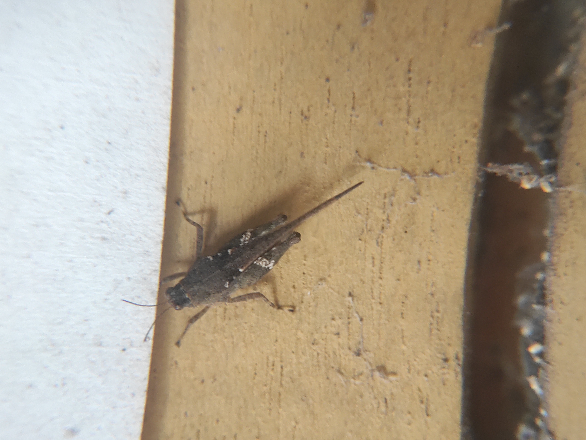 The image shows a small, grey grasshopper clinging to a light brown, textured surface that appears to be a wall or side of a building. The insect is positioned slightly left of center in the frame. It has dark antennae and legs, and some small, lighter-colored markings on its body. The background consists of the light brown surface, with a white section visible on the left and a dark, blurred area on the right. The scene appears to be located outdoors during the day, though there is no information in the image indicating that it is in Lhokseumawe, Indonesia.