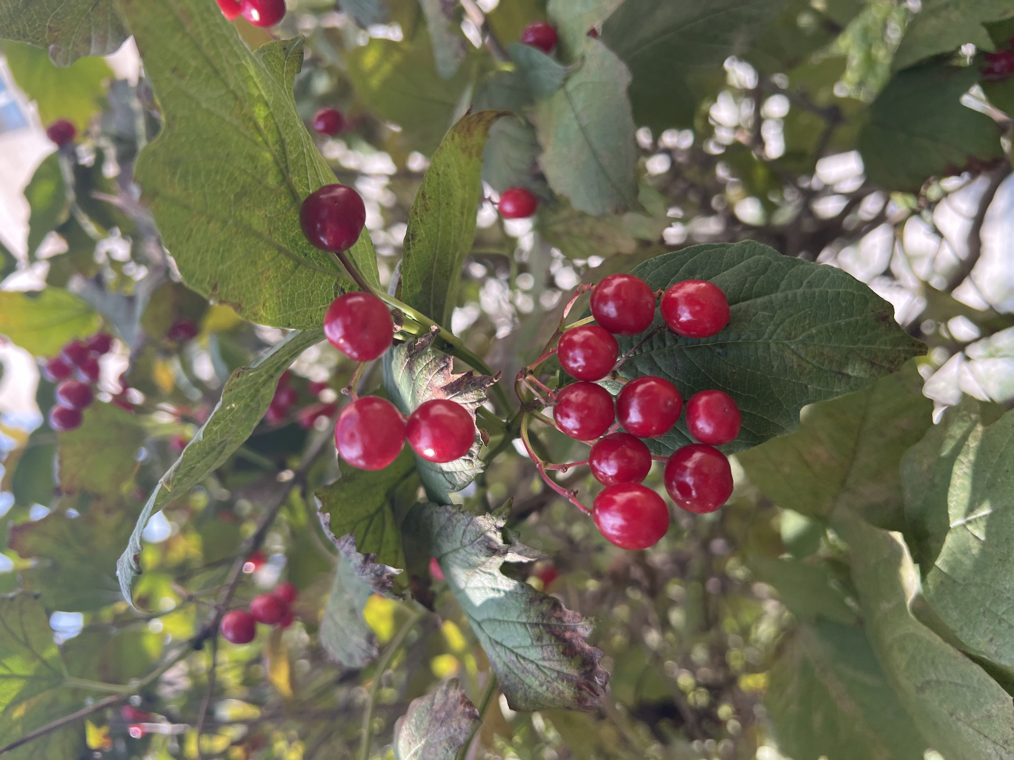 A close-up, eye-level, vertical shot features clusters of bright red berries hanging from branches with green leaves. The berries are round and glossy, some are in focus, while others are blurred in the background. The leaves are textured with visible veins, and some show signs of browning along the edges. The background consists of a bokeh effect of dappled sunlight filtering through foliage, creating a soft, out-of-focus backdrop. The lighting suggests it is daytime, with natural light illuminating the scene. There are no people or animals visible in the image.