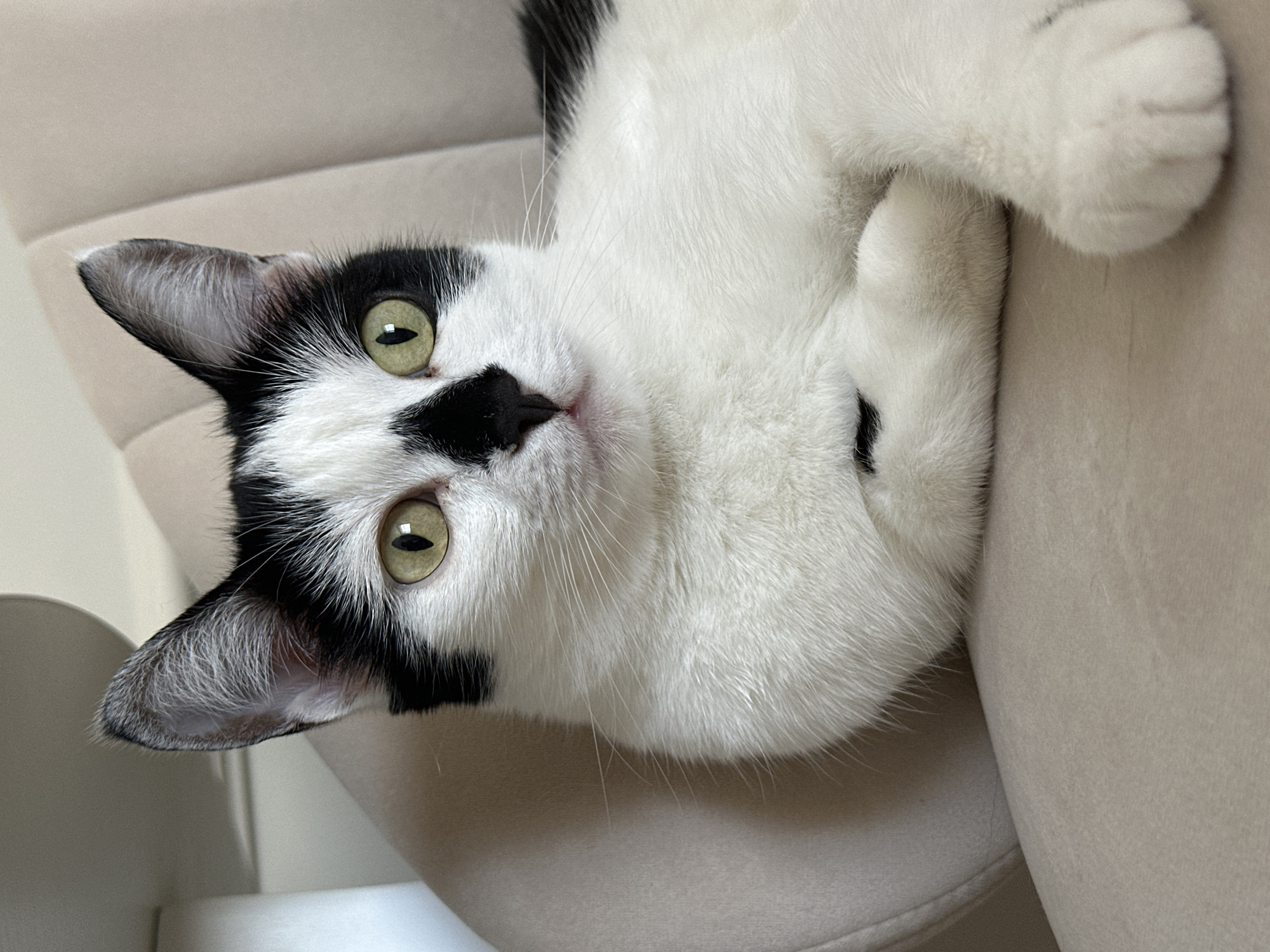 A black and white cat with green eyes is lying on a beige chair. The cat is looking to the right of the frame. Its fur is mostly white with black markings on its head, ears, and back. The cat's front paws are crossed. The background is a soft, neutral beige color, suggesting an indoor setting. There is no indication of the location in Kokshetau, Kazakhstan.