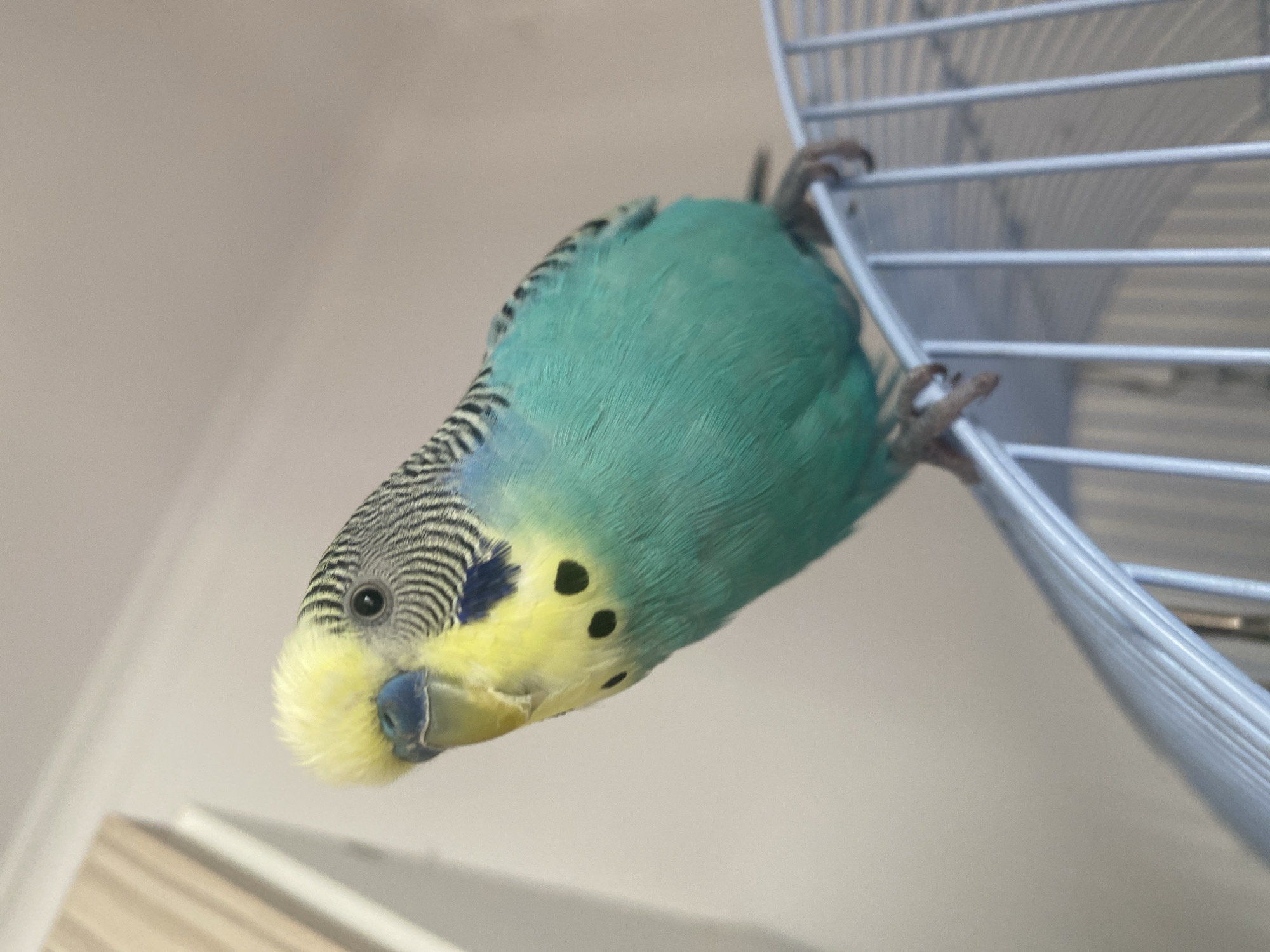 An eye-level, medium shot captures a budgie perched on the top edge of a silver birdcage. The bird is positioned at a slight angle, facing towards the left of the frame, with its head tilted forward. Its plumage is a vibrant mix of turquoise on its body and chest, transitioning to bright yellow on its head and face. Dark, wavy black markings adorn its head and neck, and two distinct black spots are visible on each side of its yellow throat. The bird's beak is a light blue, and its eye is dark and round. Its feet, a grayish-pink, grip the cage bars. The background is a plain, light-colored wall, with a blurred wooden surface visible in the upper left corner. The lighting suggests an indoor environment, possibly a room.