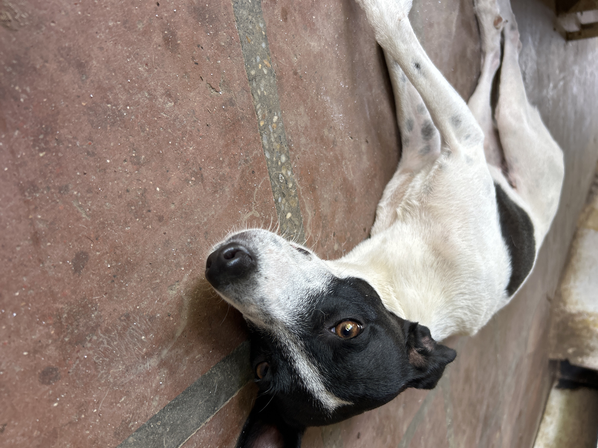 A medium-sized, black and white dog is lying on its side on a reddish-brown, tiled floor. The dog's head is turned towards the camera, with its right eye clearly visible and looking alert. The dog's body is stretched out, with its legs extended. The floor appears to be outdoors, with a rough texture and visible grout lines. There are some scattered debris and dust on the floor. The background is out of focus but suggests an outdoor or semi-outdoor environment, possibly a patio or courtyard. The image was taken in Santa Ana, Venezuela.