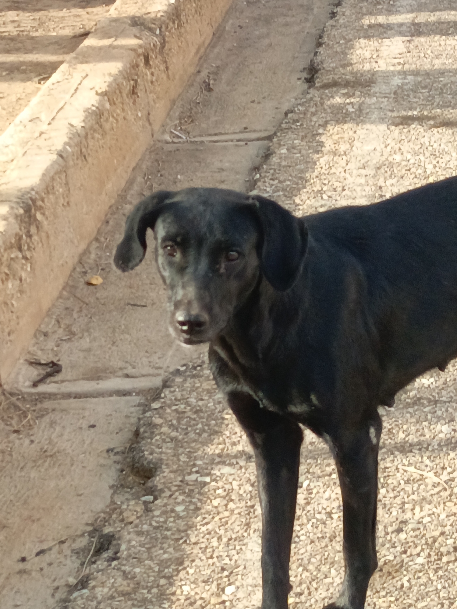 A medium-sized, black dog stands on a gravelly surface alongside a raised concrete curb. The dog faces the camera with a slightly apprehensive expression. The location is presumed to be Juan Griego, Venezuela.