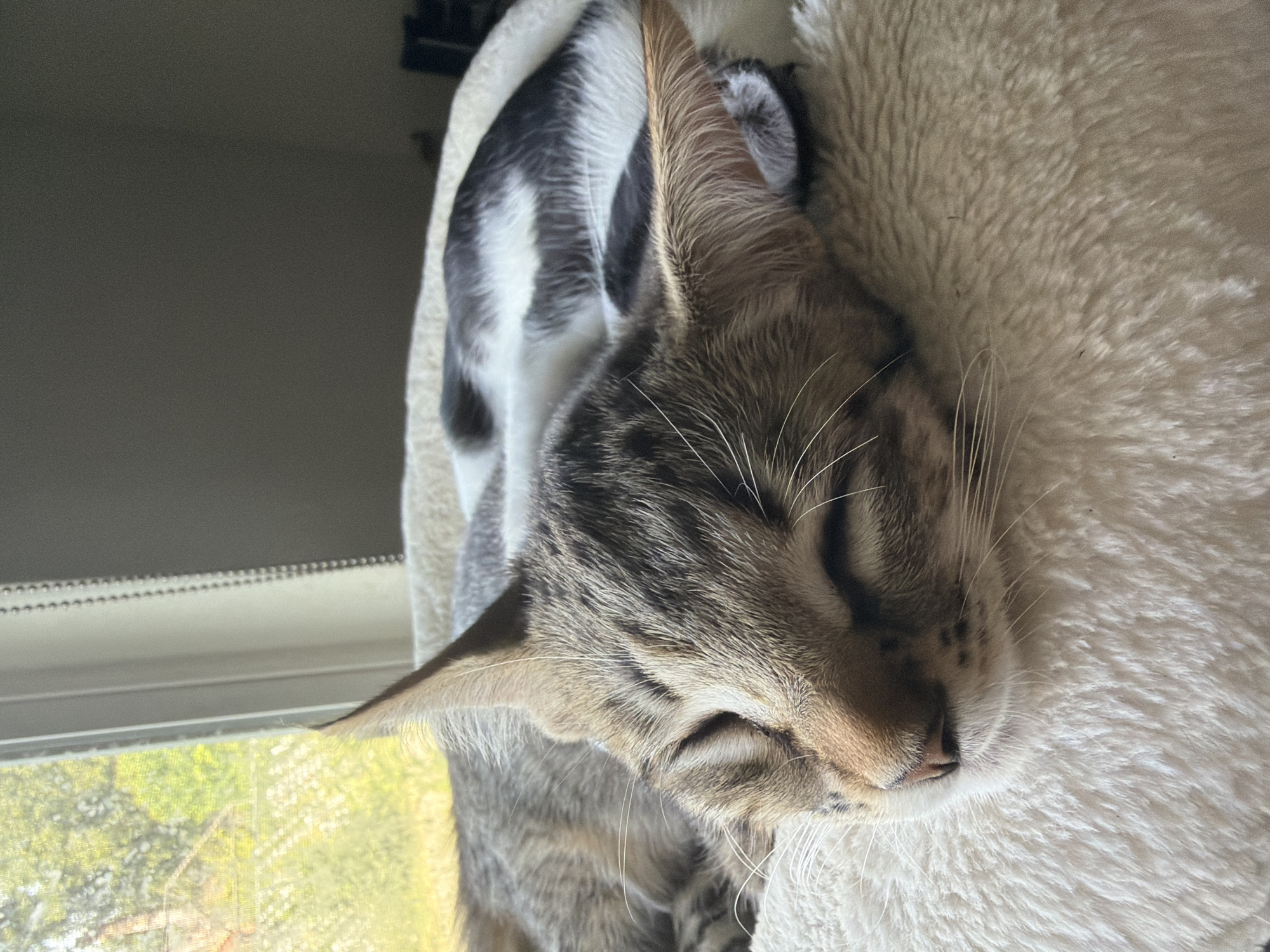 The image shows two cats sleeping on a fluffy white cushion. The cat in the foreground is a tabby with its eyes closed, and its head is resting on the cushion. The cat in the background is black and white, curled up and also asleep. The scene appears to be indoors, near a window that lets in natural light. The overall impression is one of peaceful rest.