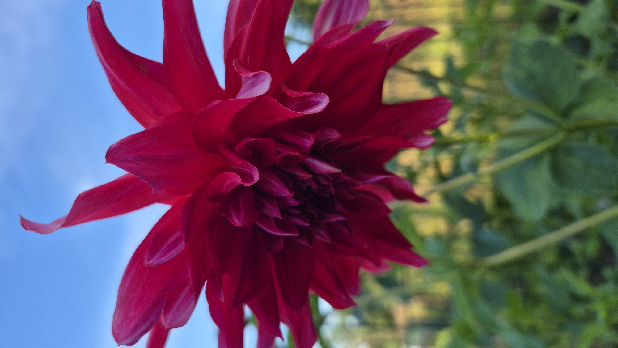 A close-up, low-angle shot captures a vibrant magenta dahlia flower against a bright blue sky. The dahlia's intricate petals, some curled and pointed, fill the majority of the frame. The center of the flower reveals a dense, spiraling arrangement of smaller, darker petals. In the background, out of focus, are green foliage and stems, suggesting an outdoor garden setting. The image does not provide any information about the city of Krauja, Latvia, or the presence of any people.