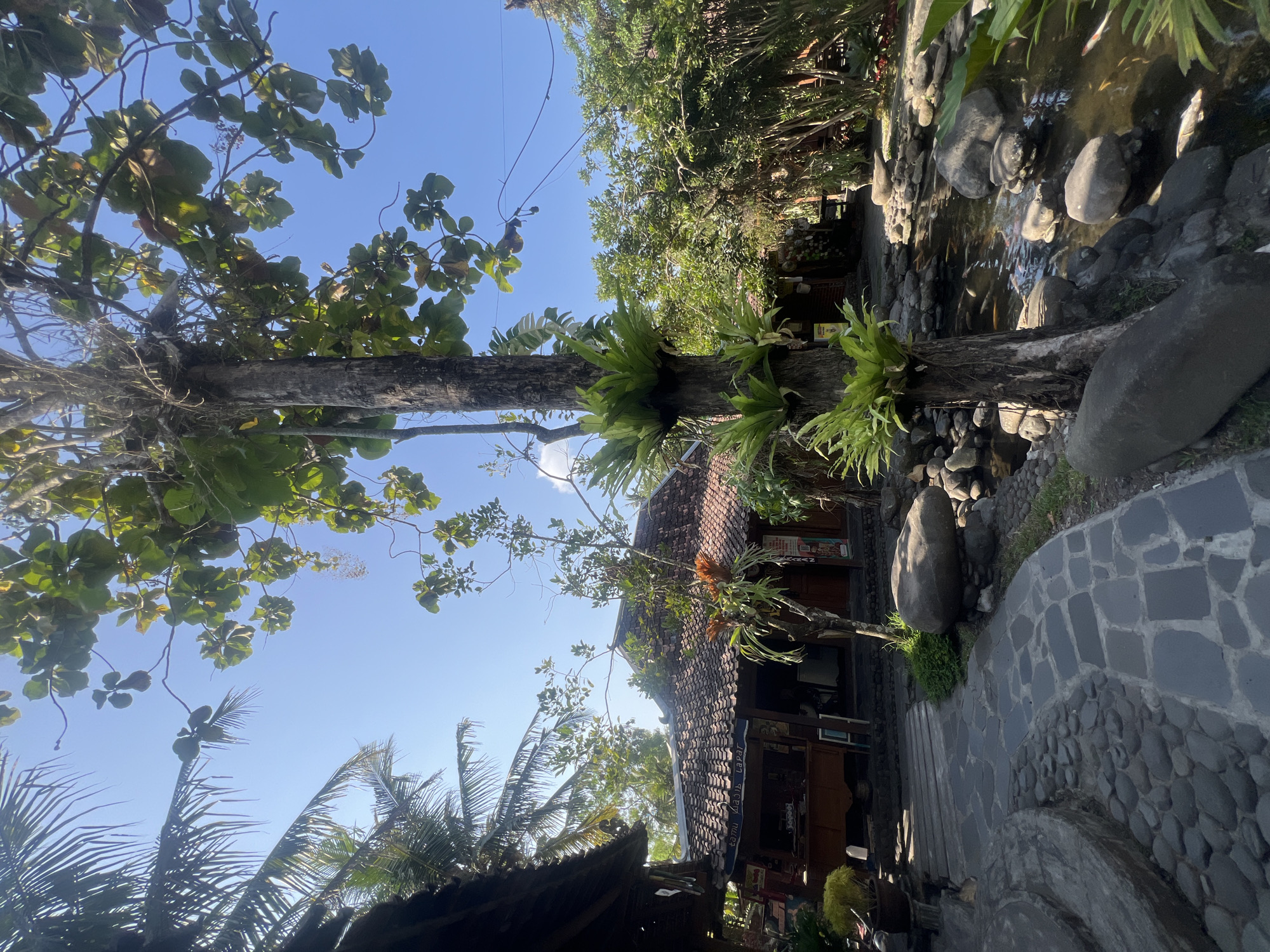 The image depicts a serene outdoor scene with a focus on natural elements and traditional architecture. In the foreground, a winding pathway made of dark gray, irregular stones leads the eye into the scene. To the right of the path, a small pond is filled with clear water and dotted with smooth, gray rocks of various sizes. Several koi fish can be seen swimming in the pond. A prominent, rough-barked tree stands near the pond, its trunk adorned with several large, vibrant green bird's nest ferns. The tree's branches, laden with large, broad leaves, extend towards a bright blue sky.
In the mid-ground, a traditional building with a steeply pitched, tiled roof is visible. The roof is made of reddish-brown, terracotta tiles. A dark wooden structure with an open front appears to be a shop or restaurant, with a sign that reads "Tamu Kias Lapar" in Indonesian. Beyond this building, lush green trees and foliage create a dense backdrop, suggesting a tropical environment. To the left of the frame, a portion of a palm tree with its characteristic fronds is visible against the sky.
The lighting suggests it is daytime, likely late morning or early afternoon, with sunlight casting shadows and highlighting textures. The overall impression is one of tranquility and natural beauty, characteristic of a peaceful setting. The location is identified as Tlogoadi, Indonesia, a region known for its natural landscapes and cultural heritage. There are no people directly visible in the scene, contributing to the sense of peaceful solitude.
