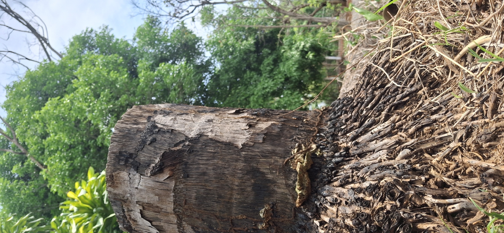The image shows a cross-section of a tree trunk lying on the ground. The visible end of the trunk is cracked and charred, with signs of decay. The bark on one side is peeling away, revealing the wood underneath. Debris of dried roots and grasses are lying beside the tree trunk. In the background are green leafy trees and a partial view of a light blue sky. No people or interactions are visible. The location in the city of Vallecito, Venezuela is not discernible from the image.