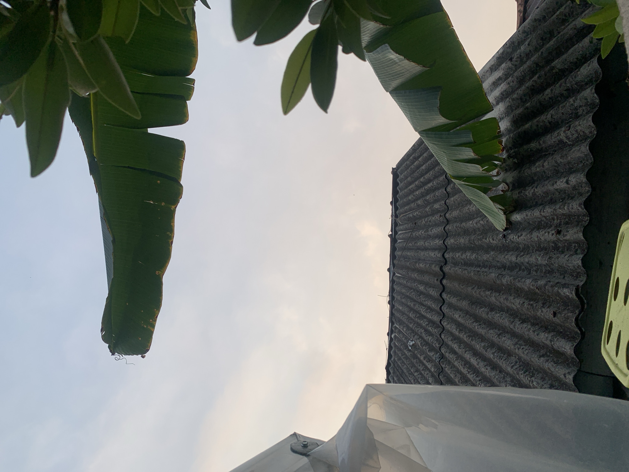 The image captures a view of corrugated roofing in Palembang, Indonesia, with banana leaves in the foreground and background. A light-colored, tent-like structure is partially visible on the left. The sky above is a soft, muted color, suggesting either early morning or late afternoon light. The roofing appears weathered, with a dark gray color and visible undulations. The banana leaves are large and green, with some exhibiting slight browning at the edges. The overall scene suggests an outdoor setting, possibly a residential area in Palembang. There are no people or animals visible in the frame.