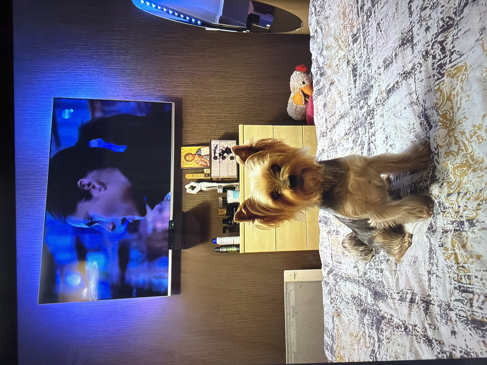 A Yorkshire Terrier stands on a patterned bed in a room setting. Behind the dog is a light-colored chest of drawers topped with small decorative items and toiletries. To the left, a television mounted on the wall displays a scene with a face illuminated by blue light. Above the television, there's ambient lighting. The room has dark brown walls. The location is Burgas, Bulgaria.