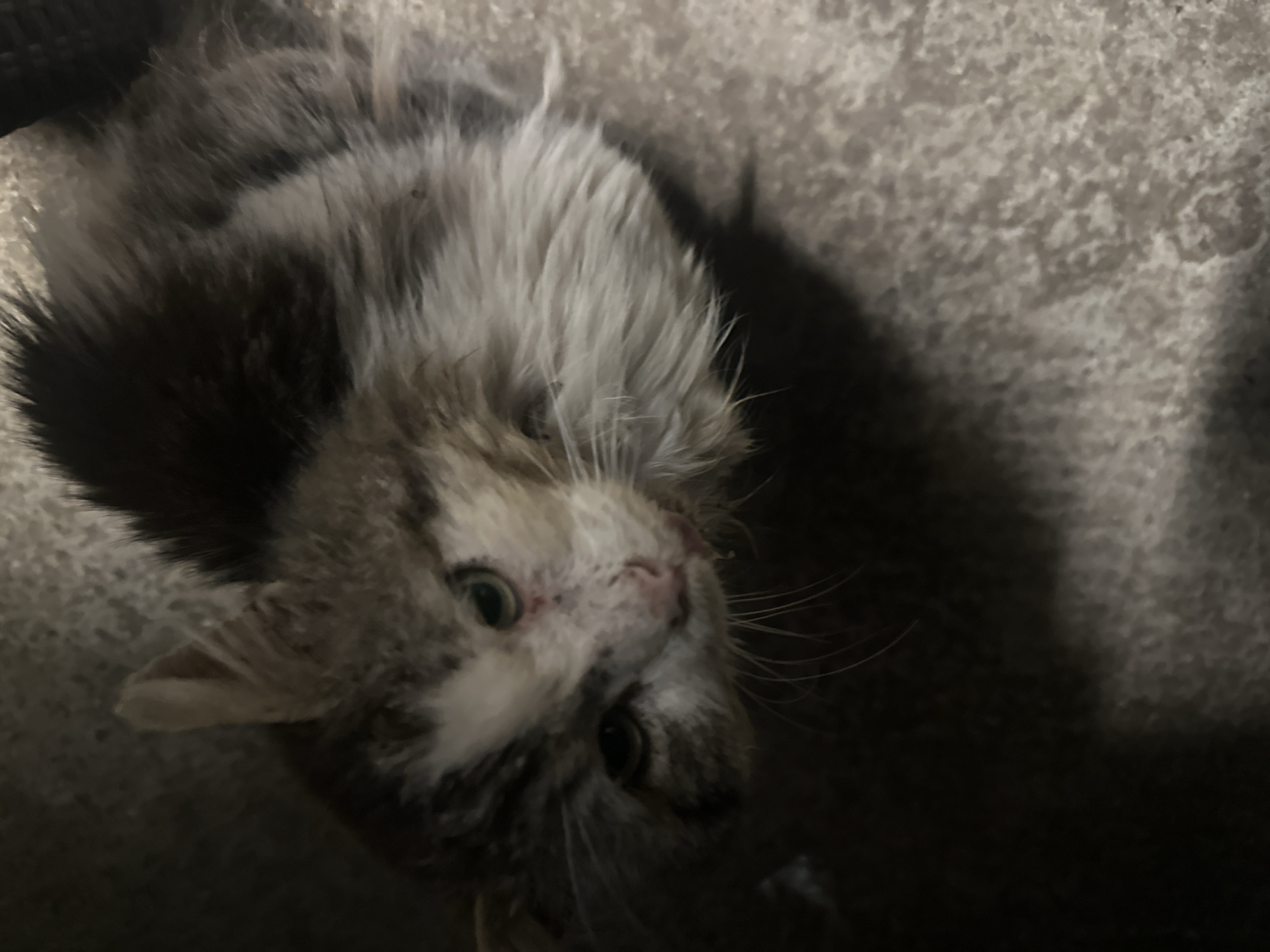 A domestic feline, characterized by a patchy white, gray, and dark tabby coat, is observed in a seated or crouched position, looking directly upwards. Its fur appears disheveled and matted, particularly on the chest and around the facial area. The cat's face exhibits distinct redness and dark, dried matter or scabs around the nose and mouth, with a noticeable reddish discharge present near the left side of the mouth. Both eyes are open, displaying greenish irises, and are fixed on an unseen point above. Prominent white whiskers extend from its muzzle. The animal is resting on a coarse, light gray textured surface, consistent with concrete or similar construction material. The lighting is dim, casting deep shadows beneath the cat and rendering the background dark and indistinct. The overall appearance suggests the animal may be a stray or experiencing health issues. The reported location of this scene is the city of Svetovrachene, Bulgaria.