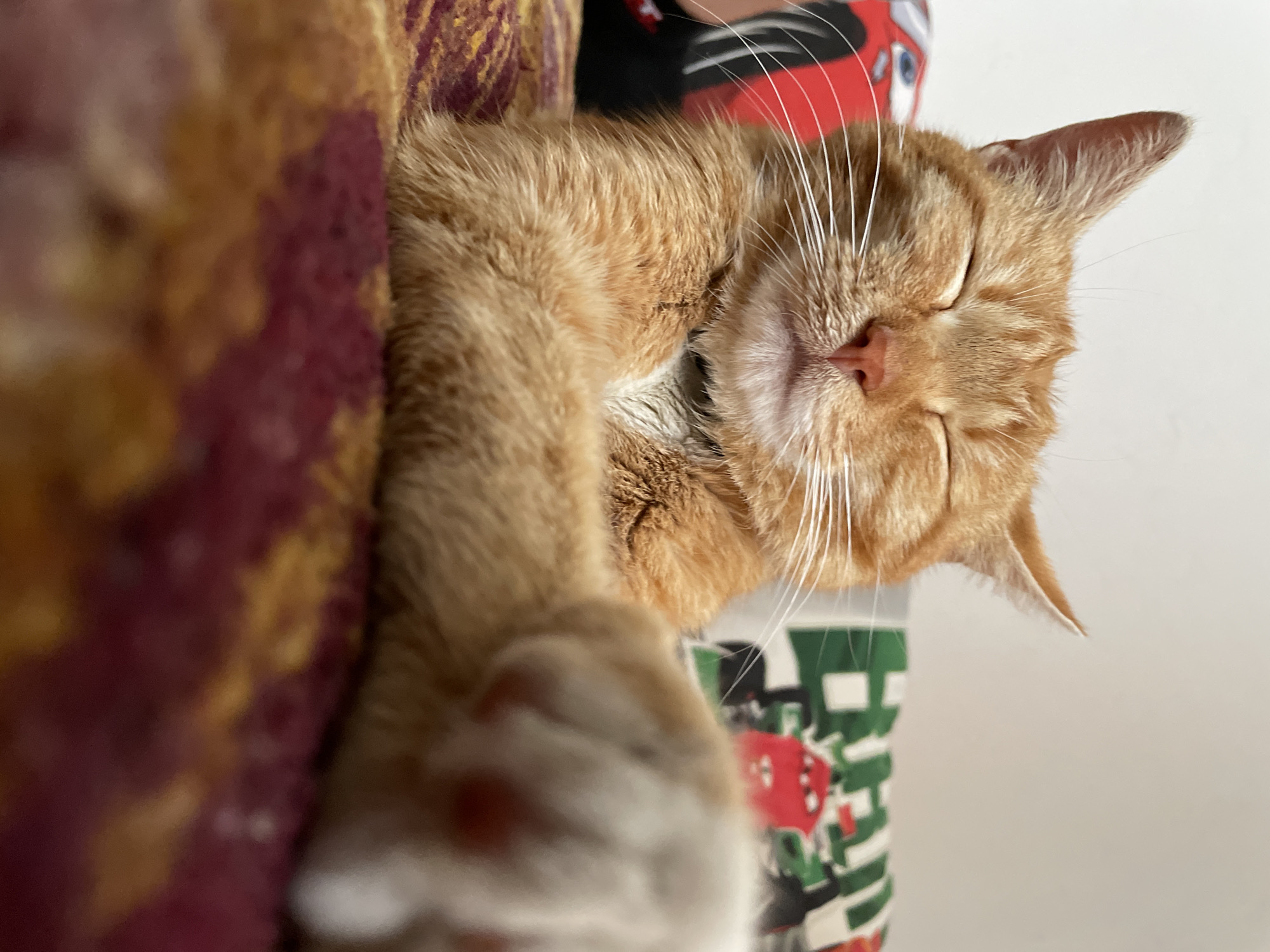 A close-up shot depicts an orange tabby cat sleeping peacefully. The cat is lying on a patterned surface, seemingly a lap or cushion, featuring a maroon and gold design on one side and a green and red patterned material on the other side. The cat is curled up with its head resting on its paws. The background is a plain white wall. There is no indication of the city of Zlatograd, Bulgaria, in the visual information.