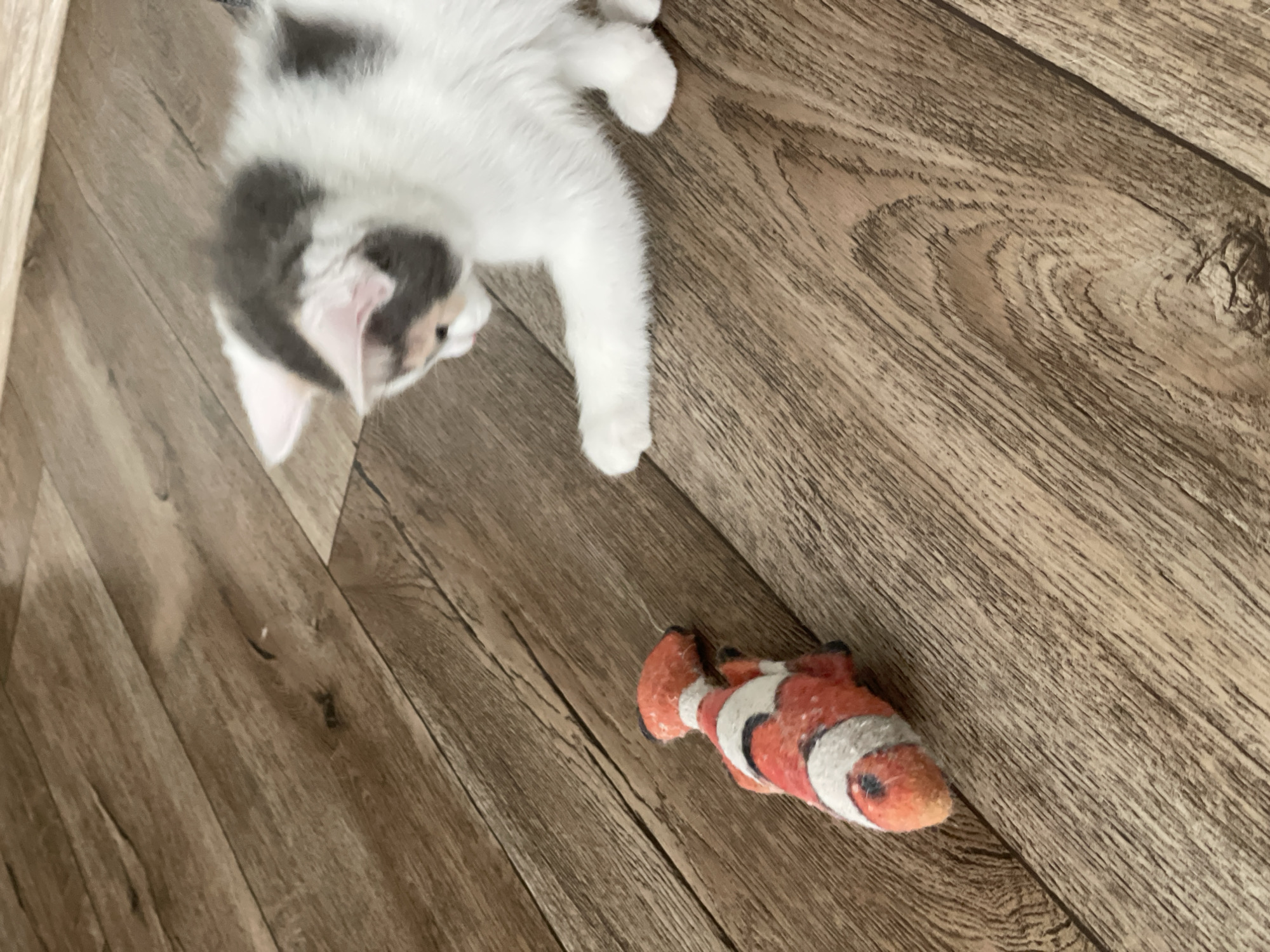 A calico kitten plays with a plush clownfish toy on a wooden floor. The kitten, predominantly white with patches of grey and orange, is positioned to the right of the frame, reaching out with its front paw towards the toy. The clownfish toy, red, white, and black, lies on the floor to the left. The floor is made of wooden planks with a visible wood grain pattern. The lighting is natural and appears to be coming from above and to the left, casting subtle shadows. The scene is captured from a slightly elevated angle.