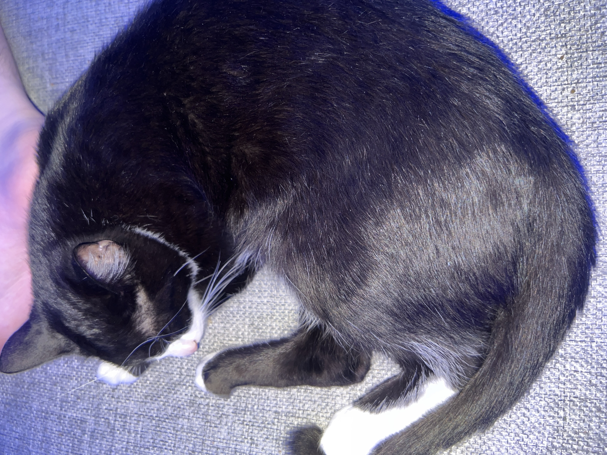 The scene, situated within a domestic environment in Saint Petersburg, Russia, captures a black and white tuxedo cat. The cat is observed curled in a resting posture on a textured grey fabric surface, consistent with a sofa or blanket. Its head is partially obscured by a white front paw, with a pink nose and prominent white whiskers visible. The eyes are closed, indicating sleep or deep rest. The cat's fur is primarily black, with distinct white markings on its paws, chest, and lower face. Its tail is wrapped around its body. In the upper background, a soft pinkish-purple glow is present, suggestive of ambient lighting or the proximity of a human limb or another object. The overall lighting is dim, casting subtle blue highlights on the fabric and the cat's fur.
