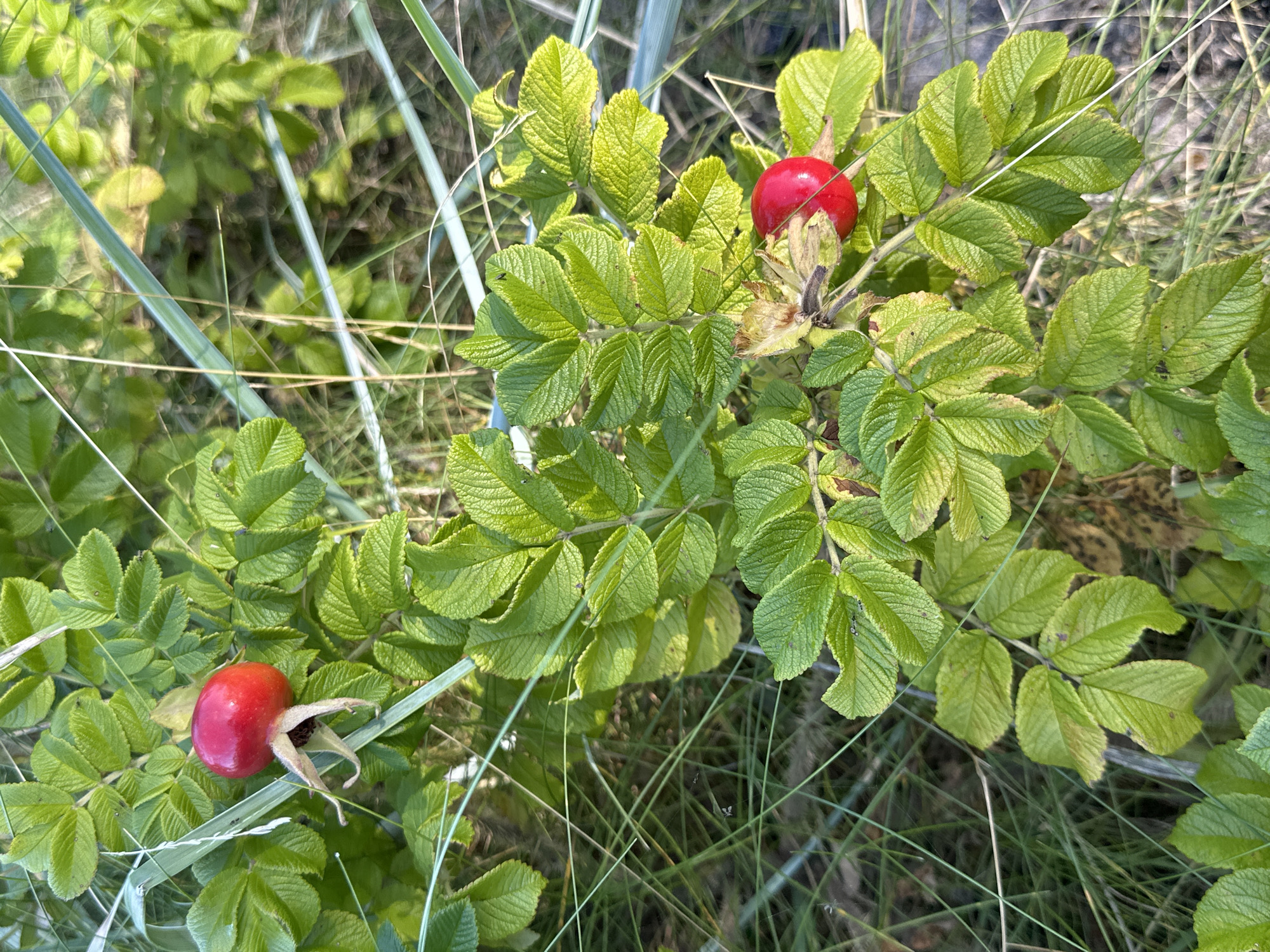 The image displays a close-up of a rose hip bush with vibrant red fruits against a backdrop of green leaves and tall grass. The setting is Meremõisa, Estonia, likely an outdoor area such as a park or coastal region. The focus is on the natural elements, with no people or human-made structures visible. The lighting suggests it's daytime, with sunlight illuminating the scene.