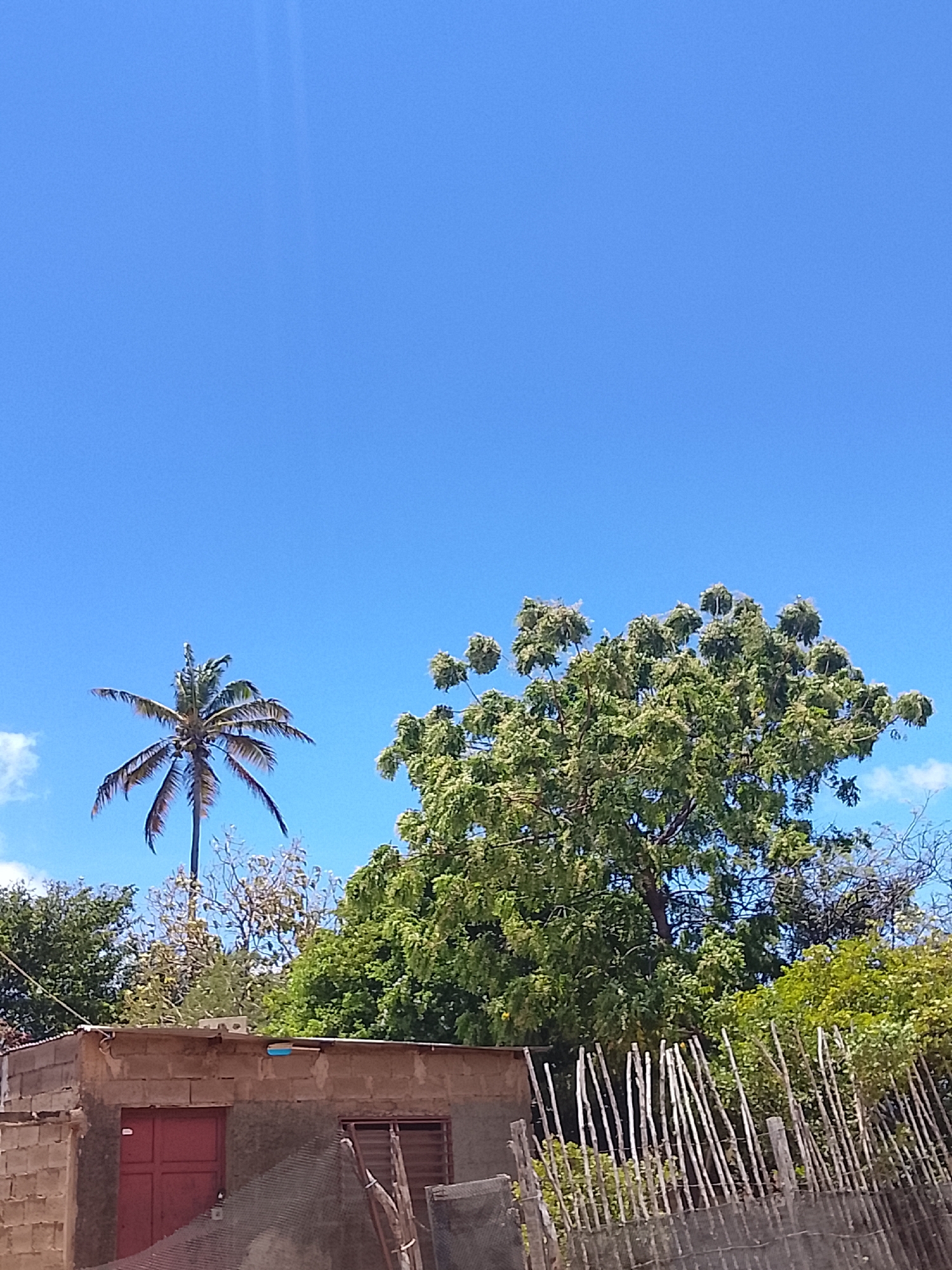 The image depicts a sunny day in Altagracia, Venezuela. The sky is a clear, bright blue with a few wisps of clouds. In the lower portion of the image, a single-story building constructed from blocks is visible, featuring a red door and a window with horizontal bars. A palm tree is situated to the left of the building. To the right, a large tree with dense green foliage dominates. A fence made of thin, upright wooden posts runs along the bottom right of the frame. The foreground and mid-ground are filled with assorted greenery and trees.