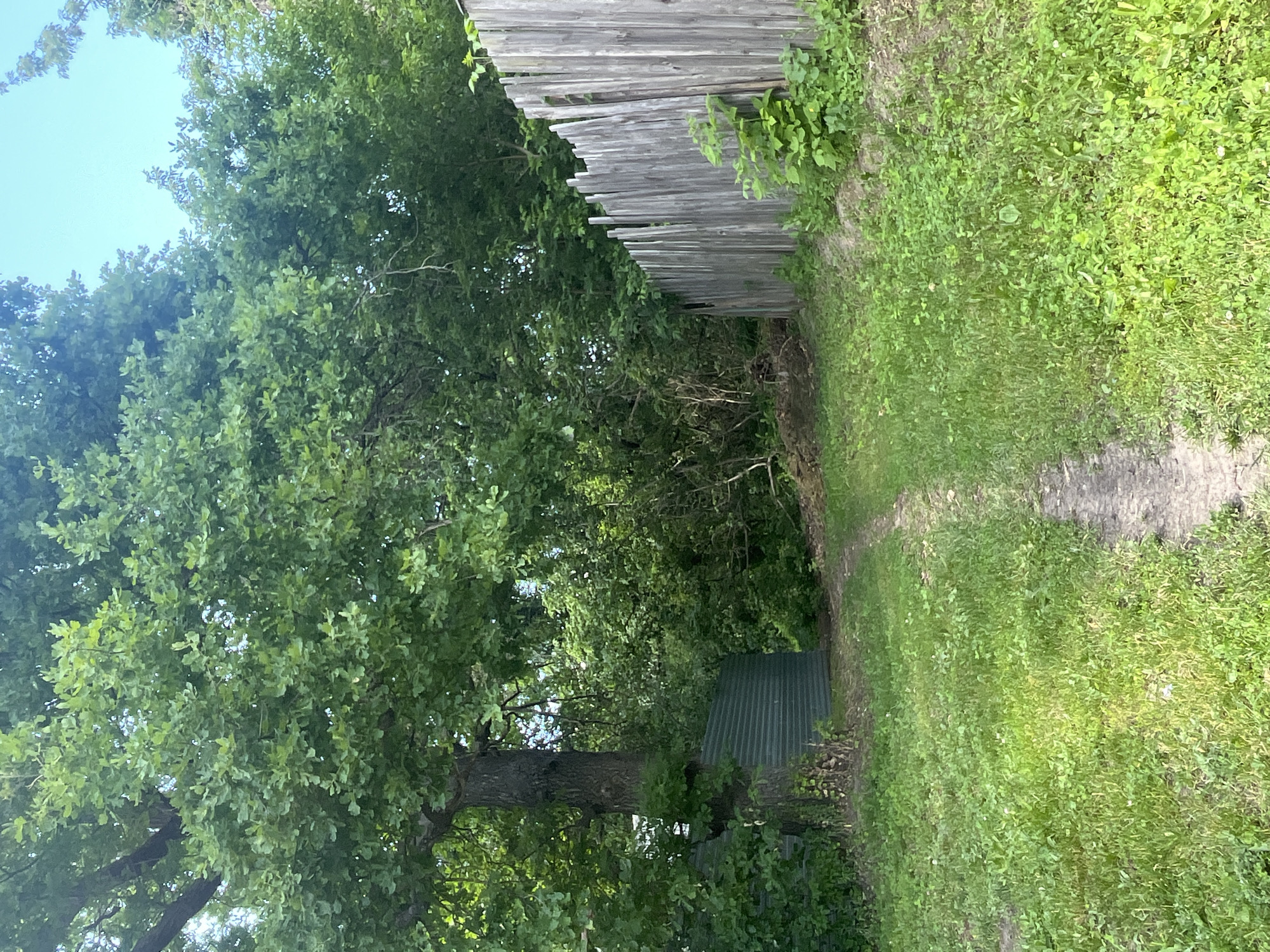 The image shows a dirt path leading through a grassy area towards a wooden fence on the right and a green metal fence on the left. A large tree with green leaves is prominent on the left side of the image, next to the green metal fence. The background consists of dense green foliage and trees, with a clear blue sky visible above. The scene appears to be an outdoor, natural setting, possibly a backyard or a path through a wooded area within a city. There are no people or animals visible in the image.
