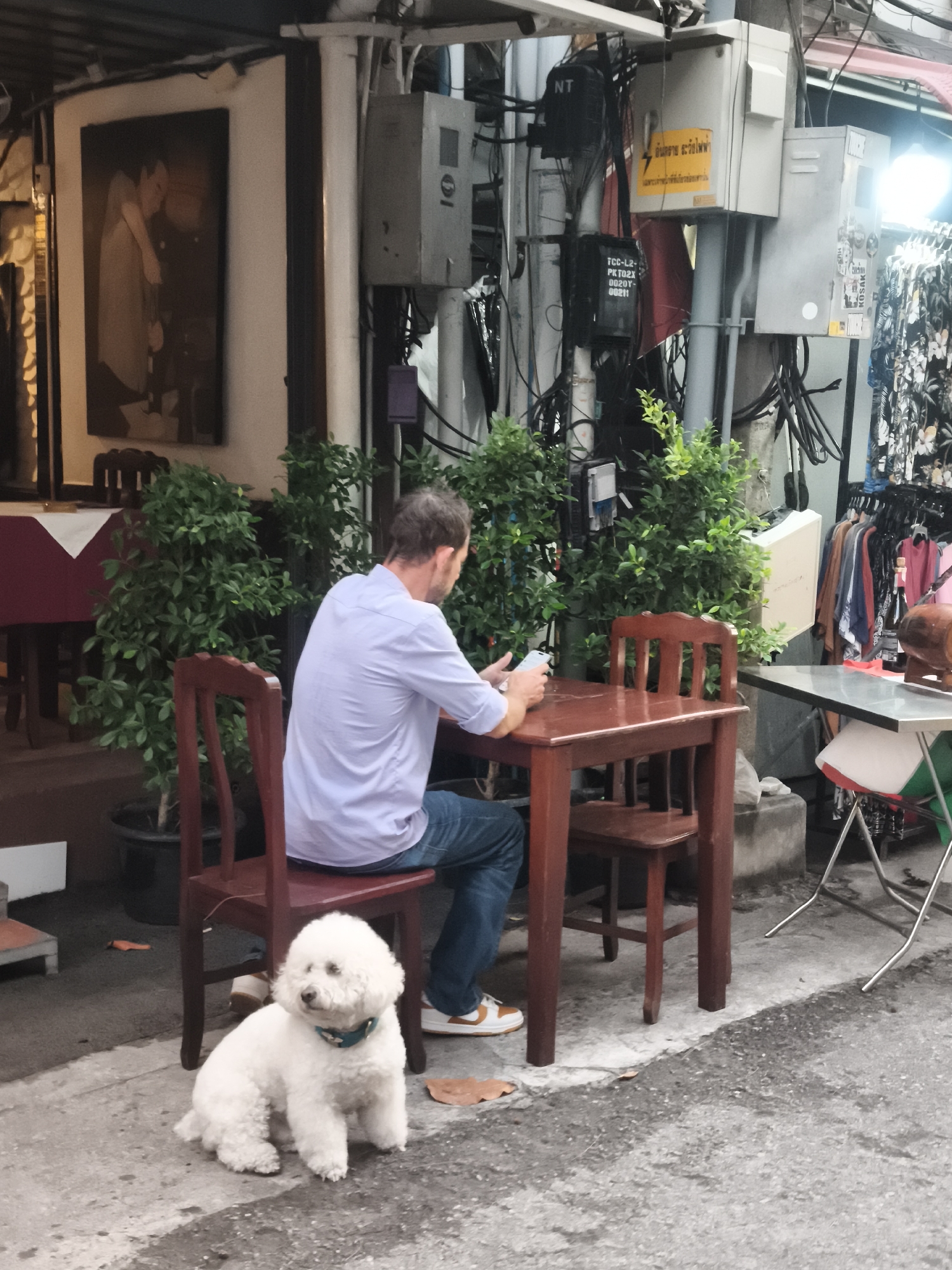 A medium-shot, eye-level, full-color photograph shows a man sitting at a small wooden table outside what appears to be a shop or restaurant on a street in Patong, Thailand. The man, facing away from the camera and towards the table, is wearing a light blue collared shirt and blue jeans. He is holding a smartphone in his right hand. A white poodle is sitting on the ground to the left of the table, facing the camera and looking slightly to the right. The table is dark red, and there is a matching chair on the opposite side. Behind the man, a large potted plant with dense green foliage is visible. The background features a wall with various electrical boxes and wiring, a framed picture of a couple embracing, and a rack of clothing with a floral pattern. The ground is paved with concrete. The lighting suggests it is daytime.