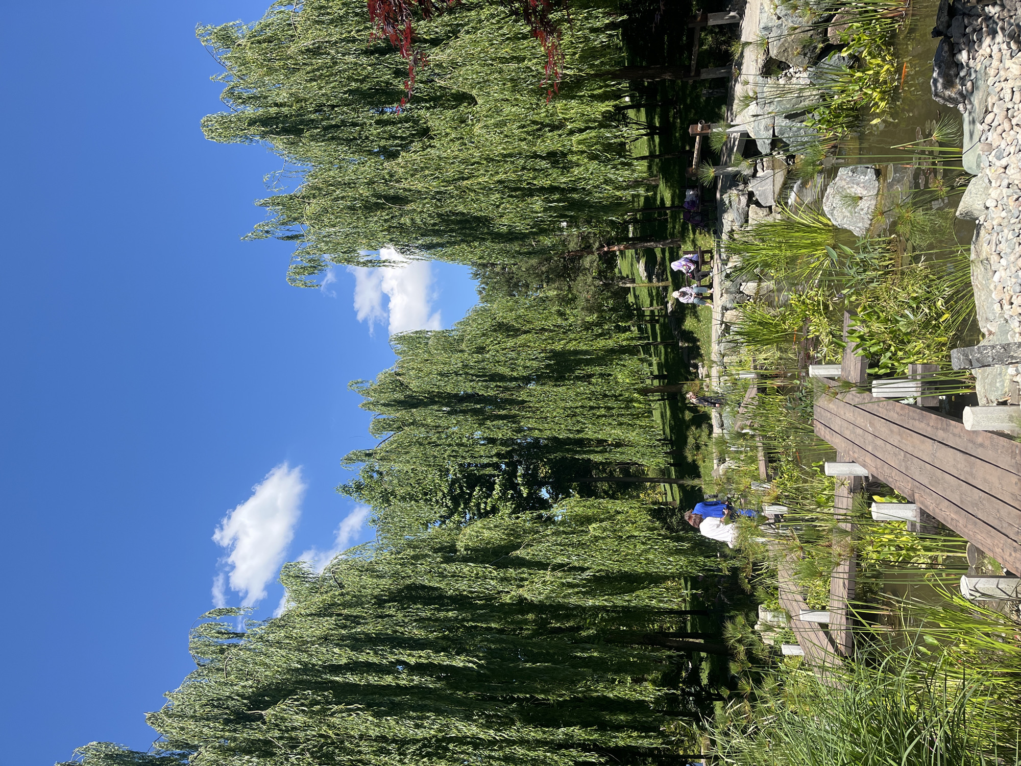 This image captures a serene outdoor scene, likely within a park or Japanese-style garden, under a bright blue sky with scattered white clouds. The dominant features are numerous lush green trees, appearing to be willows with their characteristic drooping branches, which line the left side and extend into the background. Their dense foliage creates a vibrant green canopy.
A tranquil water feature, possibly a pond or artificial stream, occupies the right side of the frame. Its edges are adorned with various rocks and stones, and verdant aquatic plants, including some with distinct fan-like leaves (resembling papyrus), grow both in and around the water. A wooden walkway or bridge extends diagonally across a section of the water on the far right.
Several individuals are present, enjoying the peaceful environment. Towards the center-right, two people are seated on a low stone bench by the water's edge, seemingly relaxing or observing the surroundings. One wears a light-colored top, the other a darker one. Another person in a white top and blue pants is partially visible near the wooden bridge on the right. Further into the background, other figures can be glimpsed under the shade of the trees.
The scene depicts a sunny day, likely mid-day or early afternoon, given the clear sky and bright illumination. The atmosphere is one of calm and leisure, with people unwinding amidst nature. There is no visible text in the image. Given the context, this tranquil garden setting is located in Krasnodar, Russia.