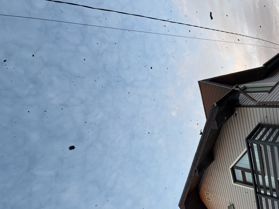 This image depicts an outdoor scene in Заозерное Снт, Russia, under a partially cloudy sky transitioning from light blue to a faint pinkish hue on the right, suggesting either dawn or dusk. The foreground features the upper section of a modern residential building. The house has light-colored horizontal siding and a steep, dark brown or reddish-brown shingled roof with dark wooden eaves and a matching gutter system. A dark bird is perched on the roof near the left edge of the house structure. A dark electrical cable or wire extends diagonally from the upper right toward the center-right. Numerous small, dark, irregular shapes are suspended in the air against the sky, appearing as airborne debris or small flying insects/birds. One larger, dark object is visible in the upper left sky area. A partial balcony railing, dark in color, is visible below a window with a triangular upper section on the side of the house.