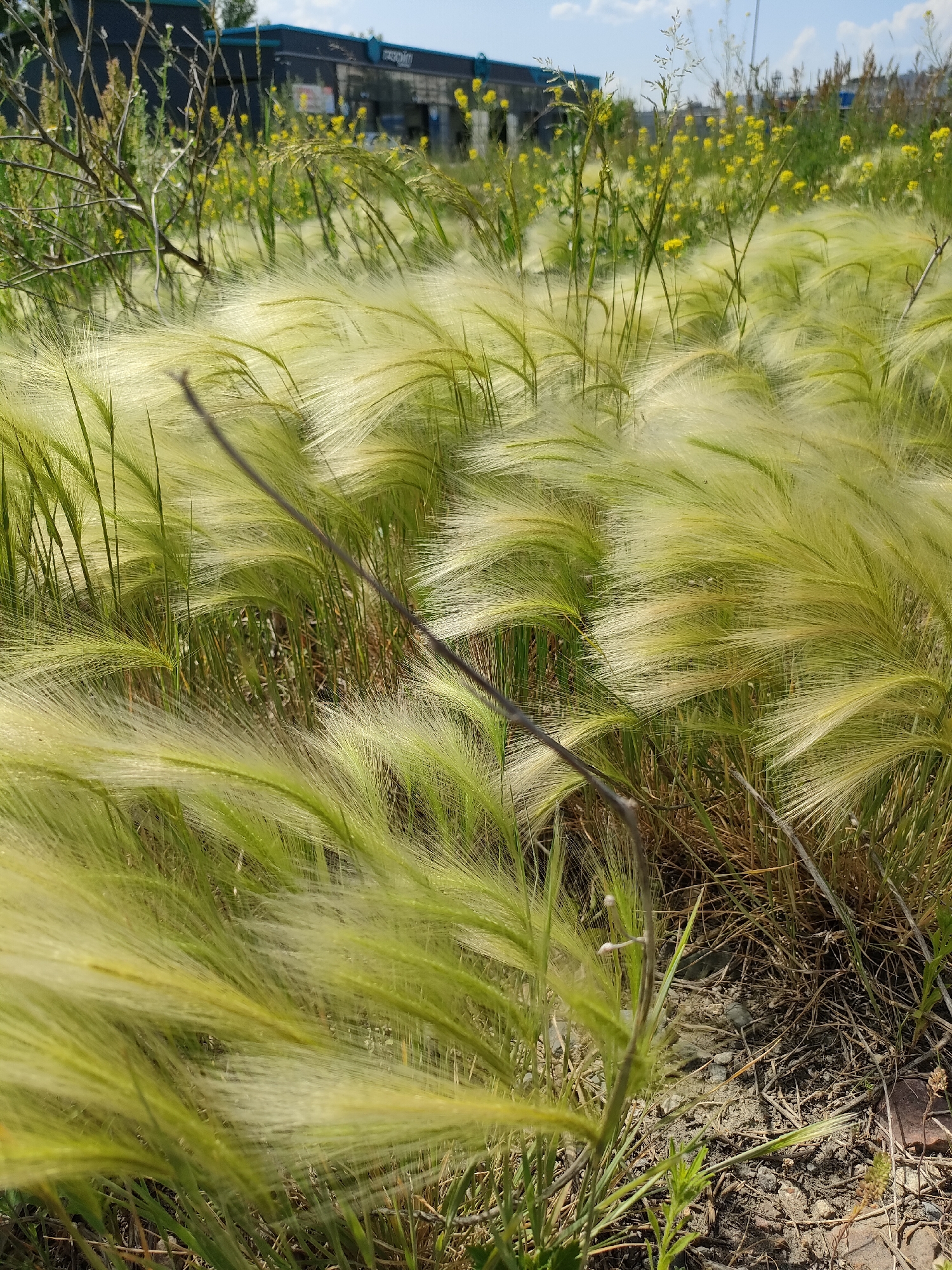 The image depicts a close-up, low-angle view of tall, feathery grass swaying in the wind, illuminated by bright sunlight. The grass is predominantly a vibrant green with lighter, almost white tips, creating a soft, ethereal effect. Among the grass, small yellow wildflowers are scattered, adding pops of color to the scene. In the background, a modern building with a dark facade and blue trim is visible, suggesting an urban or suburban setting. The sky above is blue with scattered white clouds. The overall mood is serene and natural, with the gentle movement of the grass and the warmth of the sun. The location is identified as Barnaul, Russia. No people or specific events are depicted. The time of day appears to be daytime, likely late morning or afternoon, given the strong sunlight and clear sky. There is no visible text in the image.