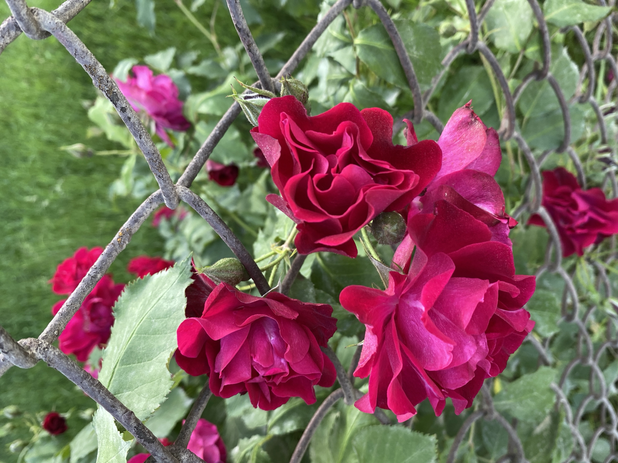 A cluster of vibrant, dark pink roses is in sharp focus, seen through a weathered chain-link fence. The roses, with their ruffled petals, are blooming on a stem, with several buds also visible. The background is a soft blur of green grass and foliage, suggesting an outdoor garden setting. The fence, a prominent element in the foreground, shows signs of age with rust and chipping paint.