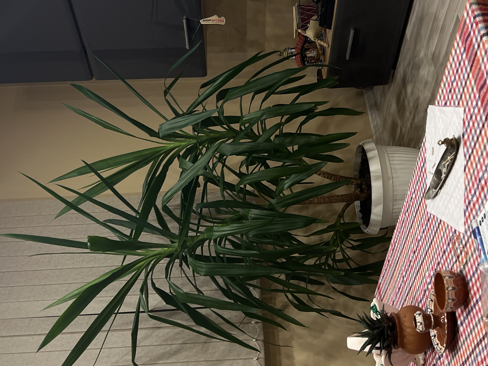 The image depicts an indoor scene. A Yucca plant in a white pot stands near a window with closed beige blinds. To the right, a table covered with a red and blue checkered tablecloth holds various objects, including decorative ceramic pots and a white paper with objects placed on it. In the background, a dark brown cabinet is visible. The scene does not offer clues to confirm its location within Popintsi, Bulgaria. No people are visible.