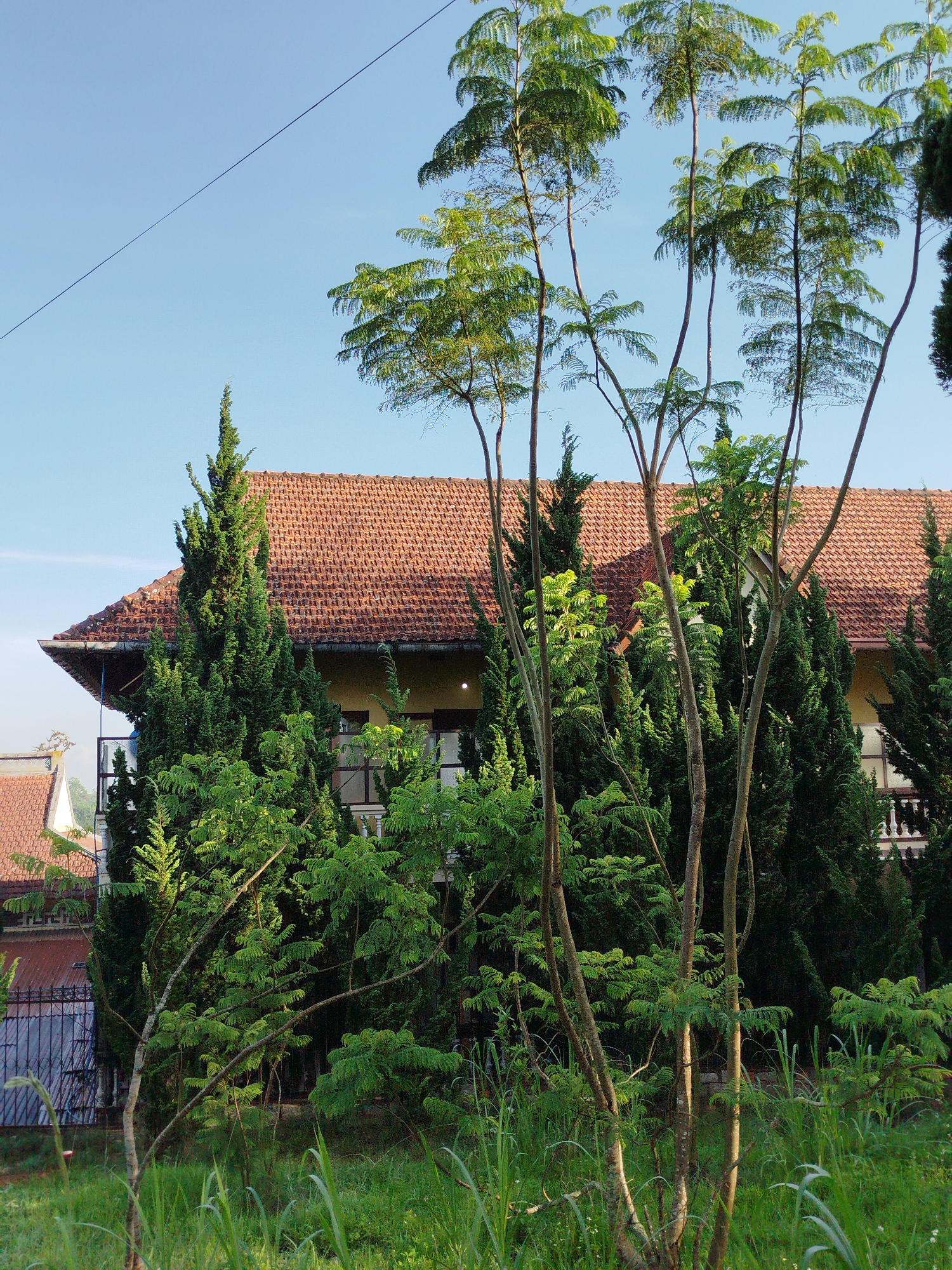 The image depicts a building with a terracotta tile roof obscured by dense, overgrown greenery. The trees in the foreground are varied, including tall, slender trees with sparse upper branches and dense, conical evergreens. The undergrowth is thick, with tall grasses. In the background, portions of other buildings with similar terracotta roofs are visible. A section of a wrought-iron fence is also present. A single power line stretches across the upper left of the sky. The scene is likely located in a residential area in Da Lat, Vietnam due to the distinctive architectural style and vegetation. There are no people visible in the image. The overall impression is one of nature encroaching on the built environment.