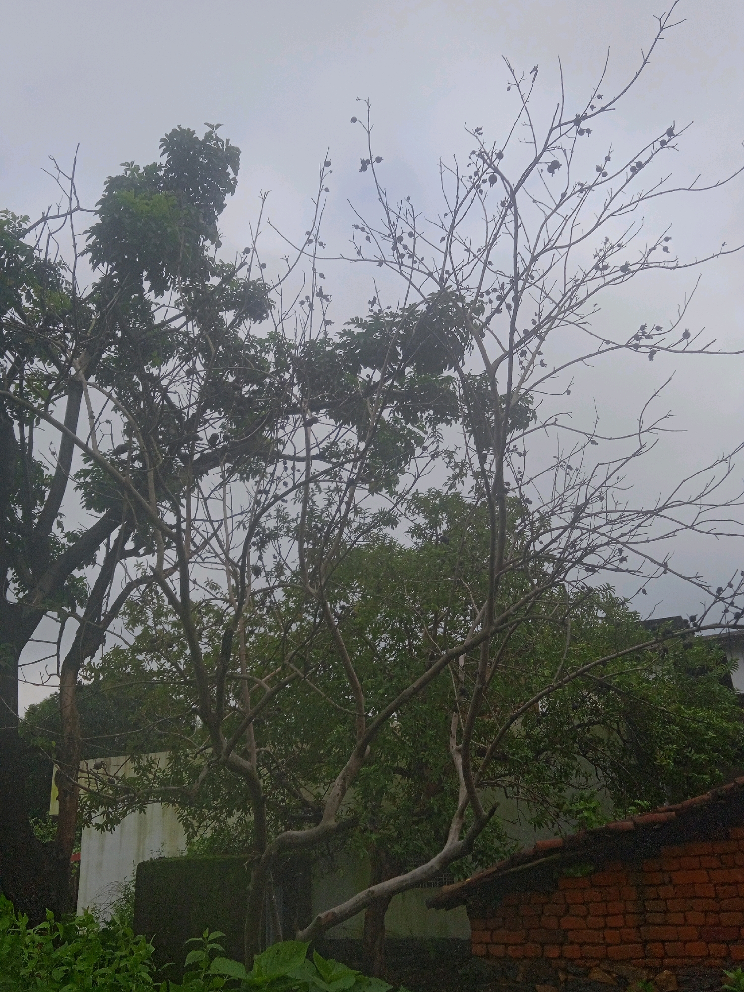 This image, taken in Naudiha, India, depicts an overcast day with thick foliage and a clear sky. The scene is dominated by trees, with a prominent leafless tree in the foreground displaying numerous dark, round seed pods. To the left, a tree with abundant green leaves stands tall, partially obscuring the view. In the background, a low brick structure with a tiled roof is visible, along with a white wall and dense green vegetation. The overall impression is one of a lush, natural environment, likely a rural or semi-rural area within Naudiha, India.