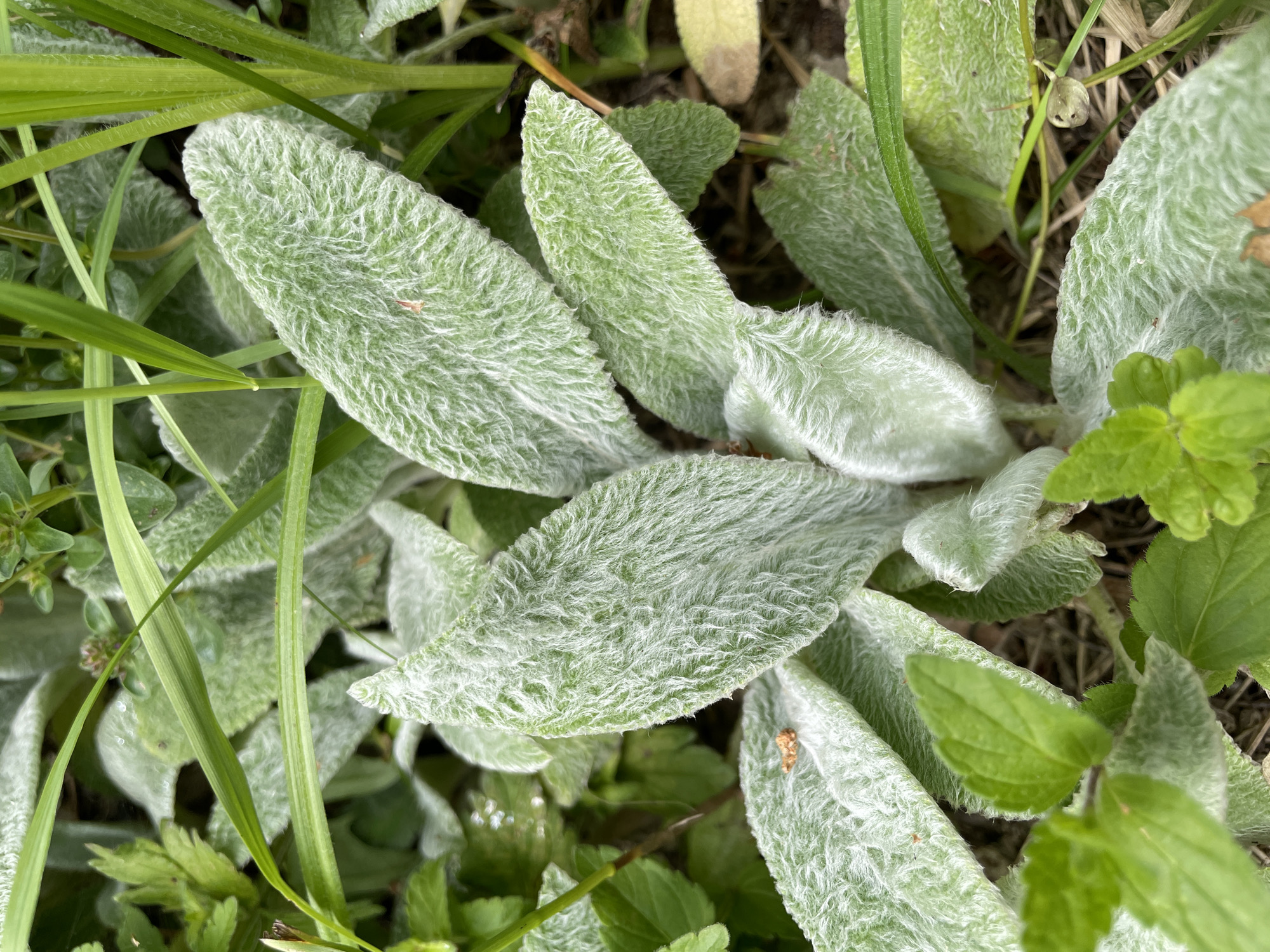 This close-up media file showcases a cluster of fuzzy, pale green leaves, likely from a plant such as Lamb's Ear (Stachys byzantina). The leaves are ovate and densely covered in soft, white hairs, giving them a velvety appearance. They overlap and form a dense ground cover. Interspersed among the fuzzy leaves are blades of bright green grass, some appearing slender and others wider. In the lower right portion of the frame, a few smaller, smooth green leaves are visible, adding contrast to the dominant fuzzy foliage. The overall impression is of a natural, outdoor setting, possibly a garden bed or a wild patch of ground. The lighting suggests it is daytime, with no obvious indications of specific weather conditions beyond what might be normal for an outdoor environment. The image is sharp and focused on the texture and form of the plant life, with no people, objects, or text present. The focus is solely on the intricate details of the leaves and surrounding vegetation.