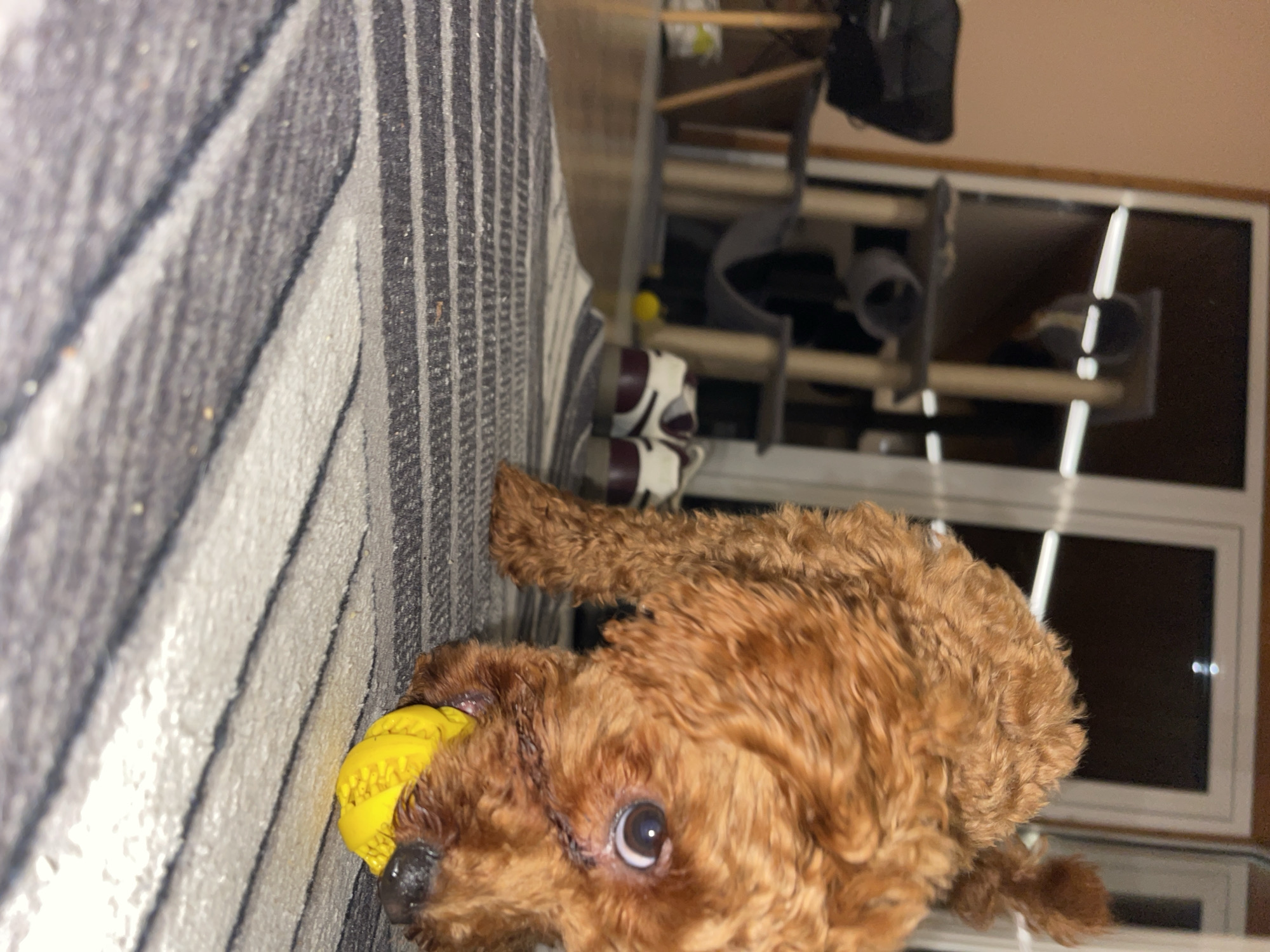 A small, fluffy, reddish-brown dog, possibly a Poodle or Poodle mix, is the central subject of the image. The dog is lying on a textured grey and white striped rug, holding a bright yellow, rubbery toy in its mouth. It looks directly at the viewer with a dark, alert eye, and has a wet, dark nose.
The scene appears to be indoors, likely in a living area in Sofia, Bulgaria. In the blurred background, there is a piece of light-colored furniture, which could be shelving or a cat tree, featuring multiple levels and some cylindrical components. A pair of white and burgundy/brown sneakers are visible on the floor near this furniture. Further back, a large window or glass door with multiple dark panes reflects light, indicating that it is likely nighttime or dark outside. A dark bag is hanging from one of the shelves. Another small yellow ball can be seen on the floor near the shoes.
The lighting is artificial and relatively dim, creating reflections on the window. The photograph is taken from a low angle, causing the rug and background elements to appear somewhat tilted or vertically oriented in the frame. There is no visible text in the image.