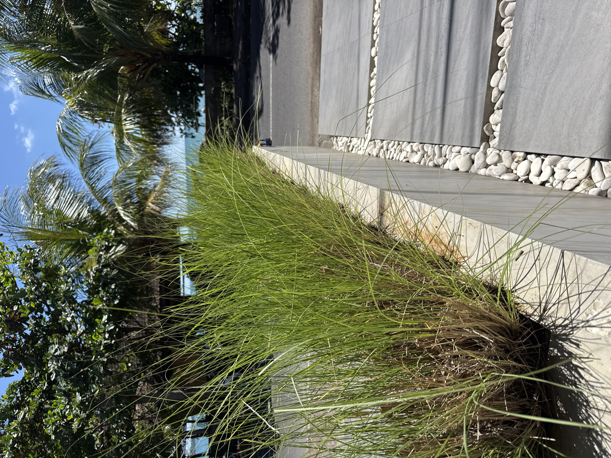 The image captures a roadside scene in Kuta, Indonesia, featuring a combination of natural and man-made elements. In the foreground, tall green grass grows in a concrete planter. The planter's edge is visible, next to a pedestrian walkway paved with gray rectangular tiles, separated by white pebbles. Beyond the planter is a road, followed by the beach. The blue sea and sky can be seen in the distance. Several palm trees frame the left side of the image, contributing to the tropical ambiance. The photograph is taken during the day, with sunlight casting shadows.