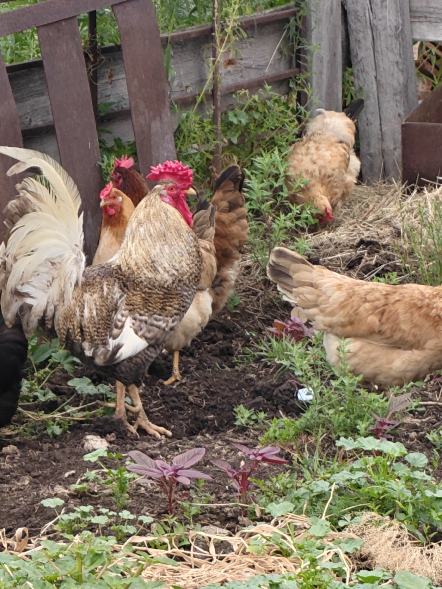 In Майкөл ауылдық округі, Kazakhstan, a group of chickens are gathered in a dirt yard with overgrown green vegetation. In the foreground, a large rooster with a white tail, brown and white speckled body, and a bright red comb stands prominently. Behind the rooster, several brown hens are visible, some pecking at the ground, and one with a fluffy, light brown plumage is facing away from the camera. The environment appears to be a rural setting with wooden structures and a rustic metal fence in the background, suggesting a farm or a backyard.