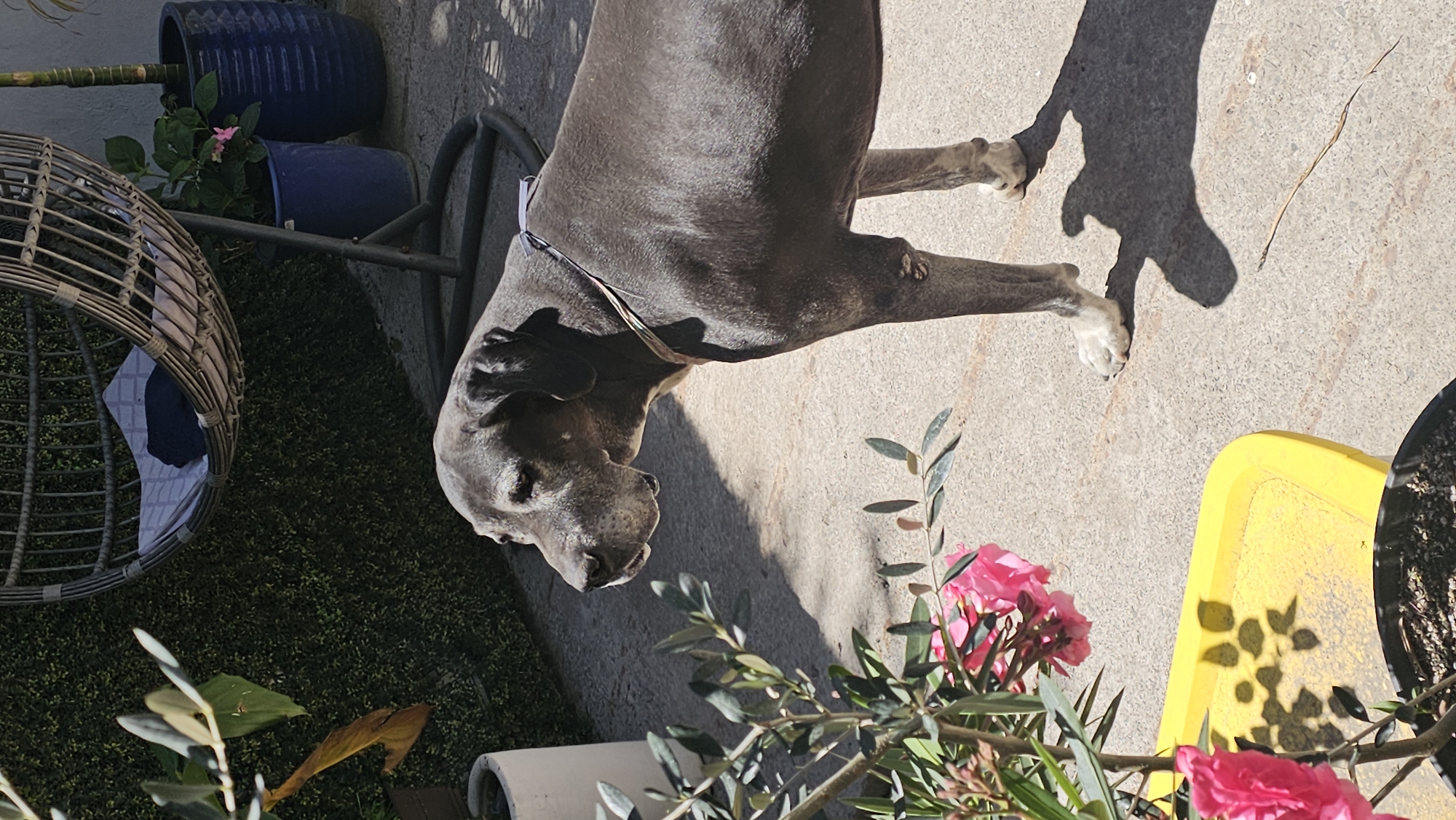 The scene depicts an outdoor concrete patio area in San Bernardino Tlaxcalancingo, Mexico, under bright daylight conditions, evident by sharp shadows. A large, grey Great Dane dog, exhibiting an older appearance with a lighter muzzle, stands centrally on the concrete. The dog wears a multi-colored collar, and its front paws display white markings. Its head is turned to the left, with its gaze directed slightly downwards. To the immediate left in the foreground, a potted plant with dark green leaves and vibrant pink flowers rests in a black container, situated on a yellow plastic tray. The background features a textured green artificial hedge wall. To the right of this wall, a white cylindrical planter is visible. Further right, a grey wicker-style hanging egg chair with a cushion and a dark object inside is positioned, supported by a dark metal stand. Adjacent to the chair are two blue cylindrical planters, one containing a green plant with pink flowers, and the other holding a taller, slender green plant.