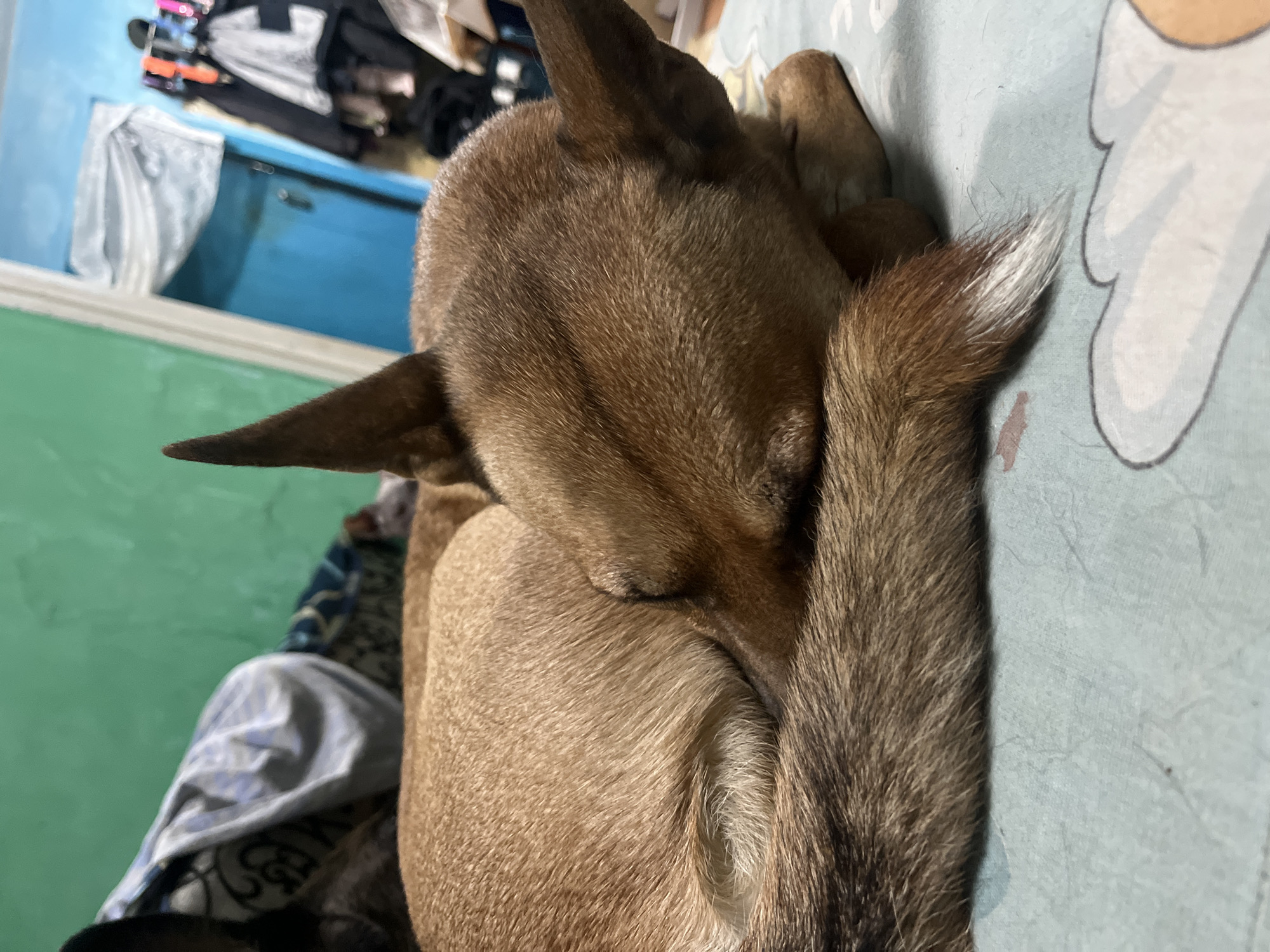 A medium-sized dog, predominantly tan with darker brown markings, is curled up asleep on a light blue patterned bedsheet. The dog's tail, which is also tan and brown, is wrapped around its body, with the tip showing white fur. The dog's head is tucked in, obscuring its face. In the background, a green wall is visible, along with a blue door and clothing hanging on a rack. The image appears to be taken indoors, in a domestic setting. There is no information to suggest this image is located in Nizhny Tagil, Russia.