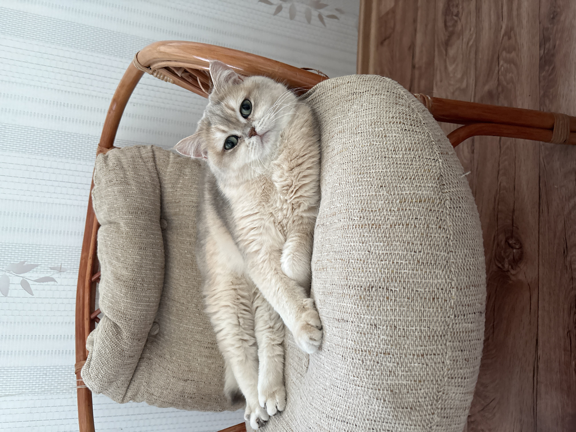 A light-colored cat with green eyes reclines on a cushioned wicker chair. The chair has a neutral-toned fabric cushion and a light brown wooden frame. The cat is positioned diagonally across the chair, with its body draped over the side and its paws dangling. The background consists of a light-colored wall and a wooden wall. The location is not discernible from the image.