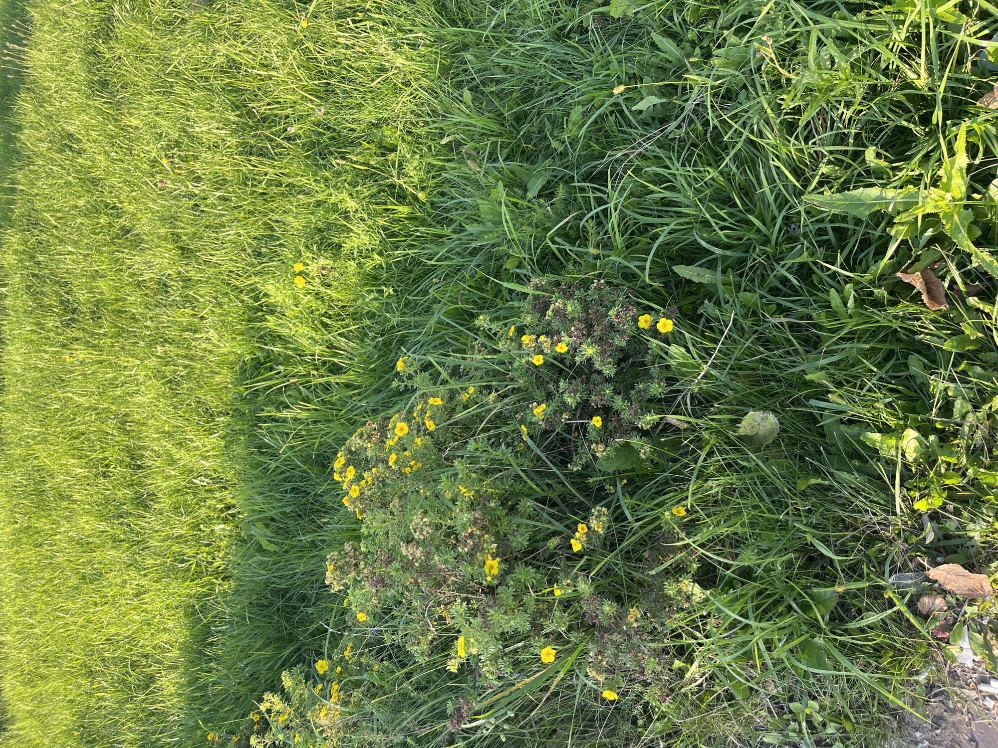 A close-up, high-angle shot shows a patch of bright green grass with a small bush of yellow flowers in the lower left quadrant. The bush has multiple yellow flowers in various stages of bloom, with some closed buds and some fully open. The grass is tall and uneven, with some areas appearing sunlit and others in shadow. The ground beneath the bush is visible, showing some dry leaves and debris. The overall scene is natural and uncultivated, suggesting an outdoor setting. The location is Unknown, Unknown.