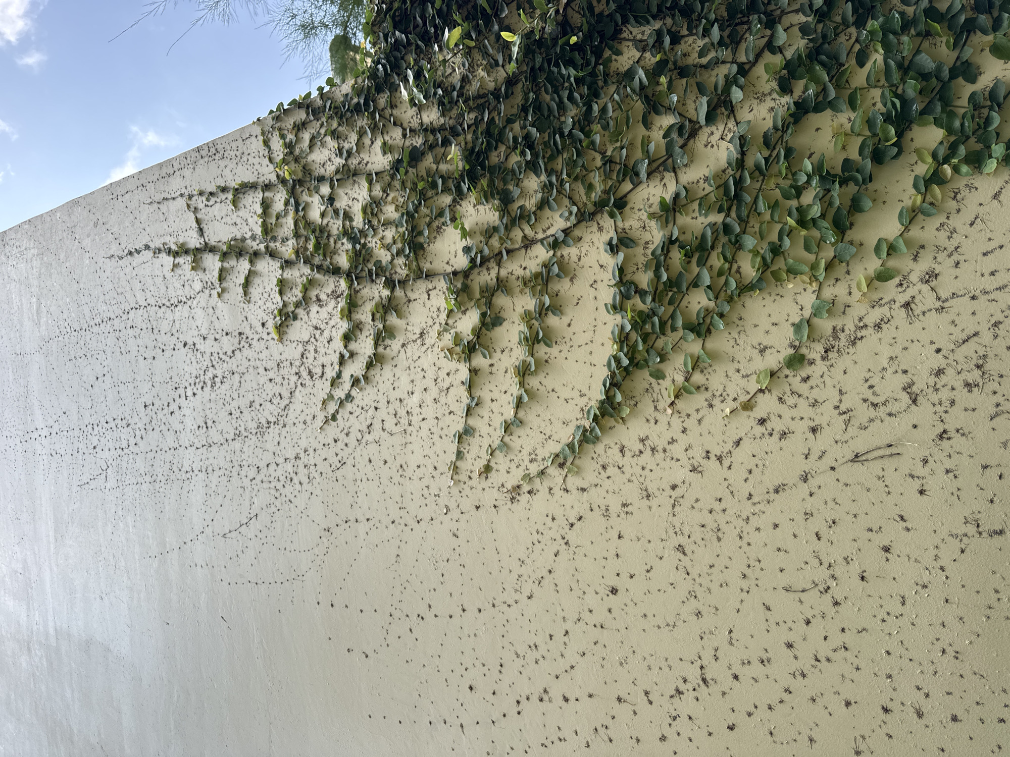 The image shows a textured, light-tan exterior wall partially covered by a climbing plant with small, round leaves. The plant is most dense in the upper-right corner and thins out as it trails downward and to the left. The wall is marked with numerous small, dark, roughly star-shaped stains. In the upper-left corner, a small portion of blue sky is visible with the branches of a conifer tree. The image was taken in Jimbaran, Indonesia.