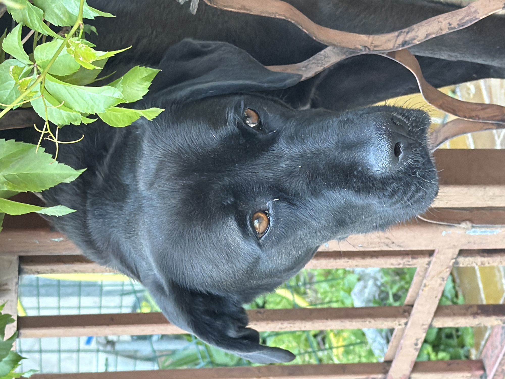 A black Labrador-type dog is the central subject of this close-up, upright-oriented outdoor photograph. The dog's head is prominently featured, with its dark, shiny fur and expressive brown eyes looking directly forward, giving an impression of curiosity or attentiveness. Its wet, black nose is also visible, along with its soft, floppy ears.
The dog appears to be peeking or resting behind a barrier, suggested by the presence of a reddish-brown, somewhat aged metal fence or grate that runs horizontally and diagonally across the frame, partially obscuring the dog's body. Green leaves from a vine or plant are visible in the upper left foreground, adding a touch of natural color and texture.
Through the gaps in the metal barrier in the background, out-of-focus glimpses of a lush green garden or outdoor area can be seen, along with hints of a yellow wall or structure further back. The lighting suggests it is daytime, with natural light illuminating the scene. The overall setting appears to be a garden or yard in Budva, Montenegro. There is no visible text in the image. The dog's expression is calm and watchful.