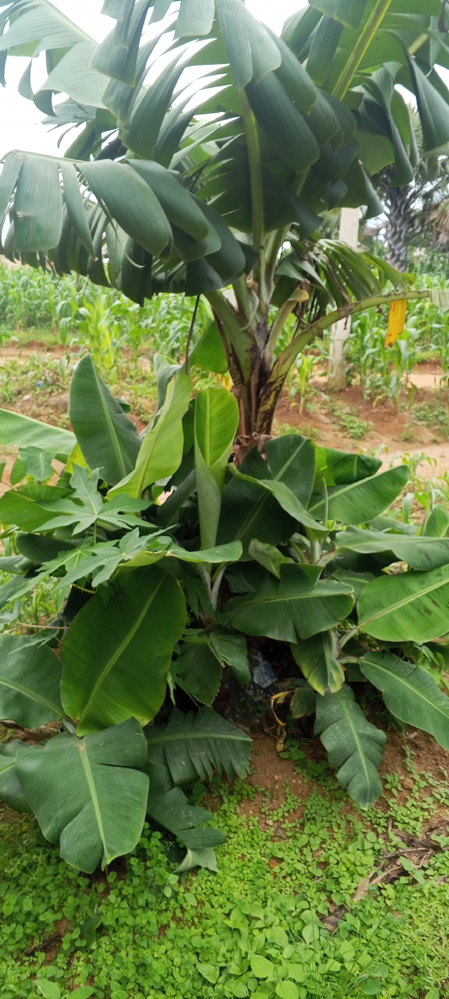 The image depicts a cluster of banana plants with large, green leaves in what appears to be a rural or agricultural setting. The plants are the primary focus, with their characteristic broad, elongated leaves dominating the foreground and midground. In the background, rows of crops, likely corn, are visible, extending towards the horizon. A tall, slender palm tree can be seen to the right of the banana plants. A light-colored pole or structure is also present in the background, partially obscured by the foliage. The ground is covered with soil and a dense growth of small, green plants or weeds. The overall impression is of a cultivated agricultural area, possibly a farm or garden, in a tropical or subtropical environment. The image does not contain any people or discernible actions. The scene is static and focused on the vegetation. Based on the provided context, the location is identified as Ohit, Nigeria.