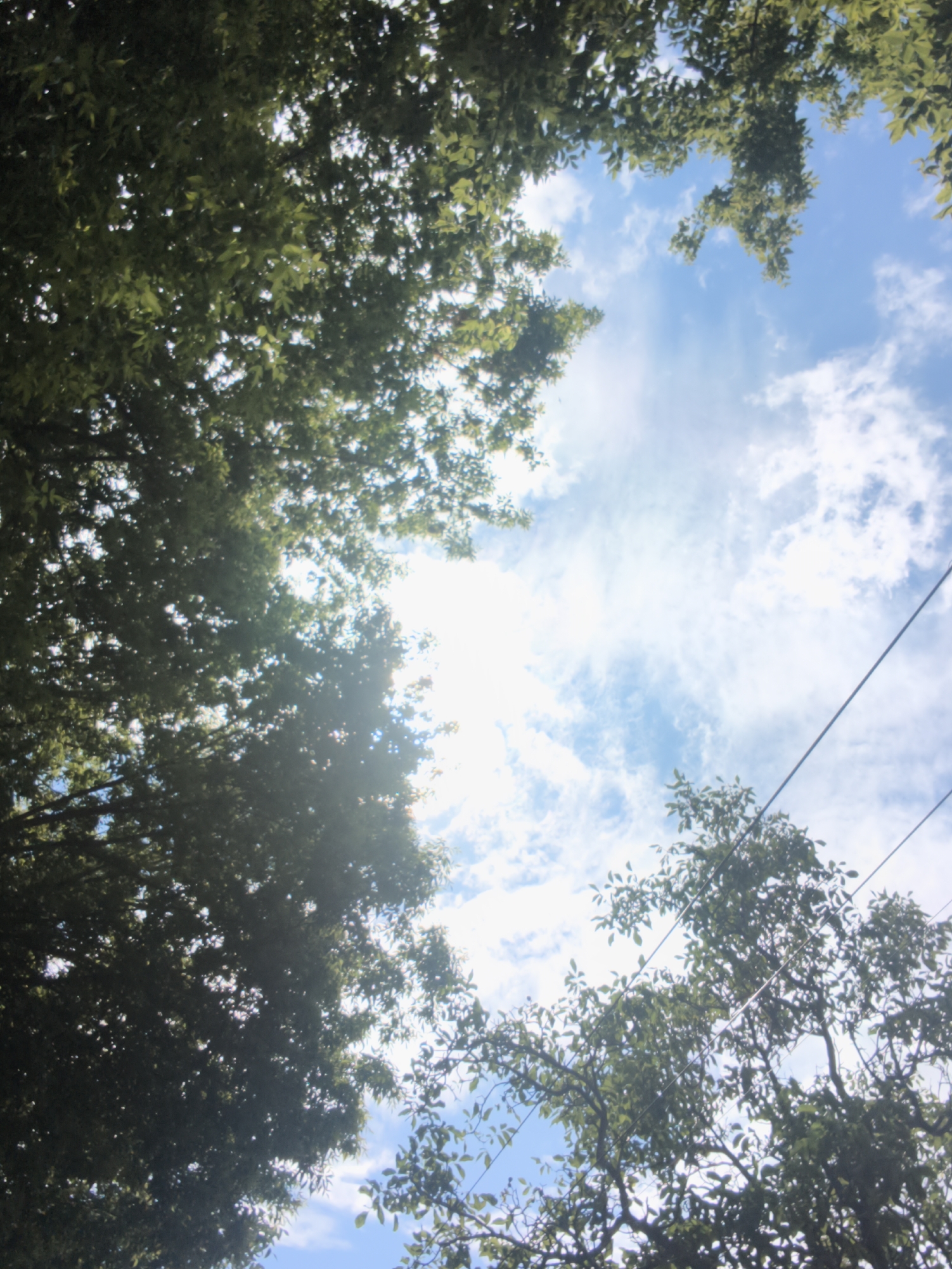 An outdoor, low-angle shot looking up through the leaves of trees towards a bright, partly cloudy blue sky. The sun is visible, creating lens flare and washing out parts of the sky. There are two thin, dark wires running diagonally across the upper right quadrant of the image. The trees are lush and green, with dense foliage. The scene appears to be in an urban or suburban area with power lines, likely a park or street with mature trees.